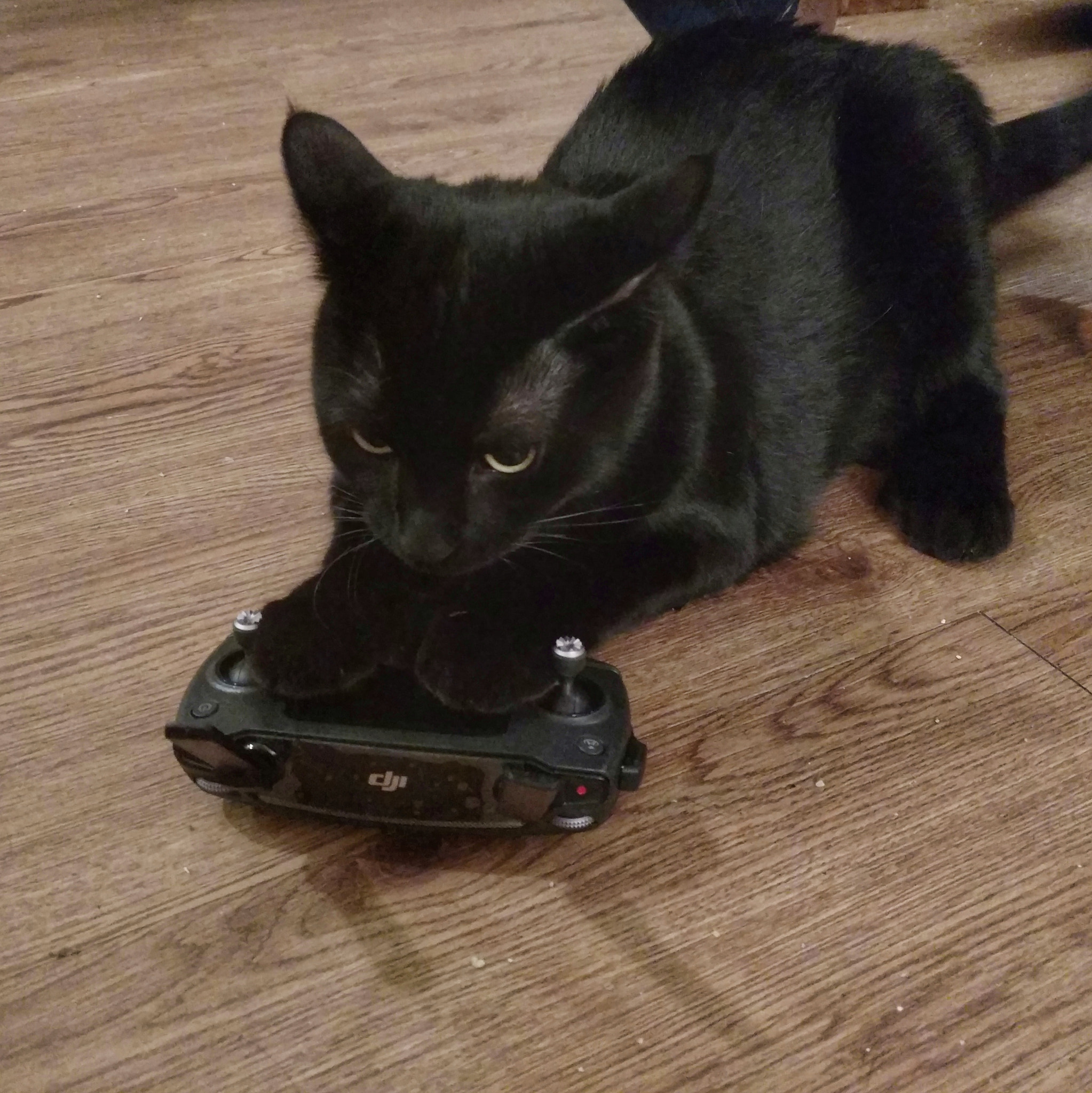 Motorola Moto X Pure Edition sample photo. Foxy with mavic photography