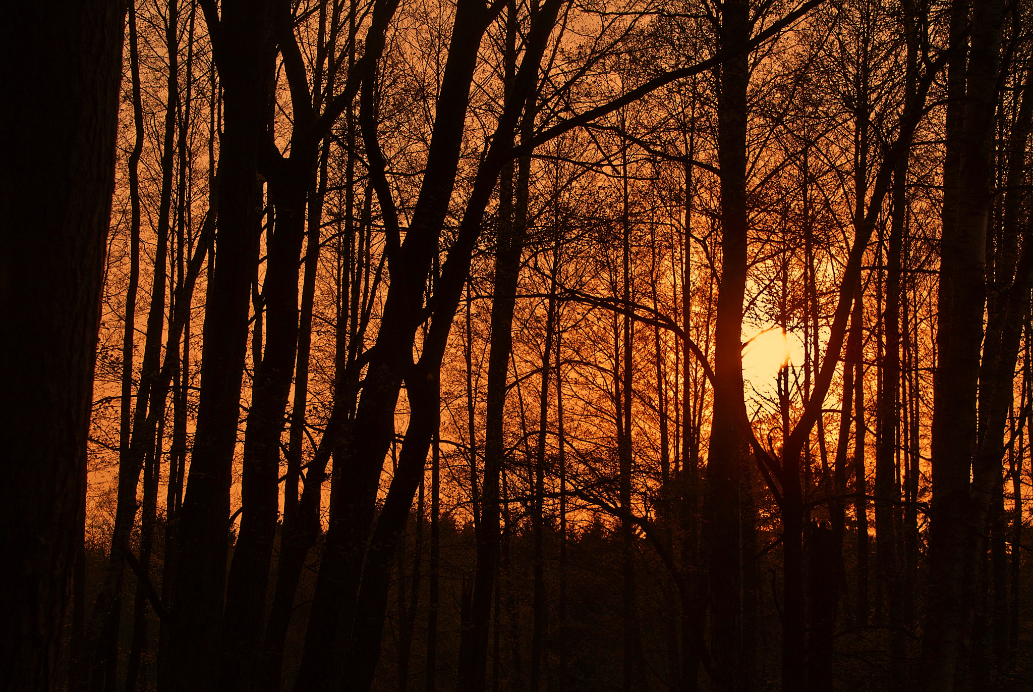 Sony Alpha DSLR-A300 sample photo. Za lasem photography