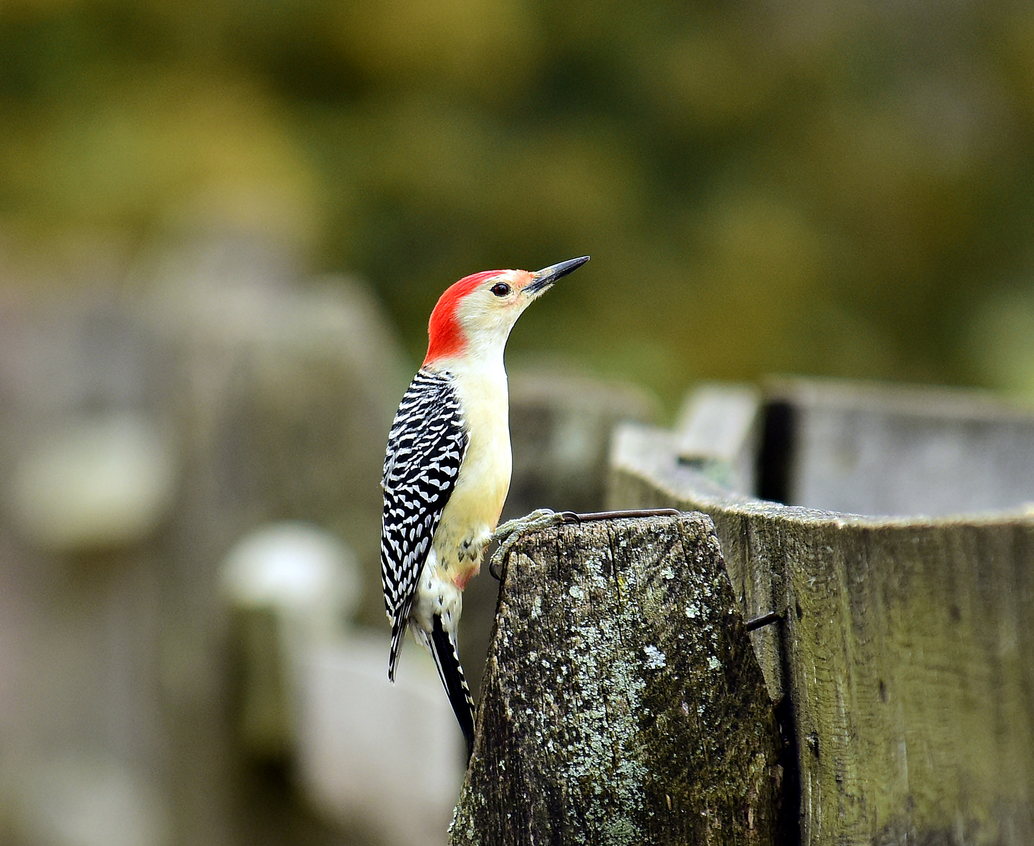 Nikon D810 sample photo. Woodpecker photography