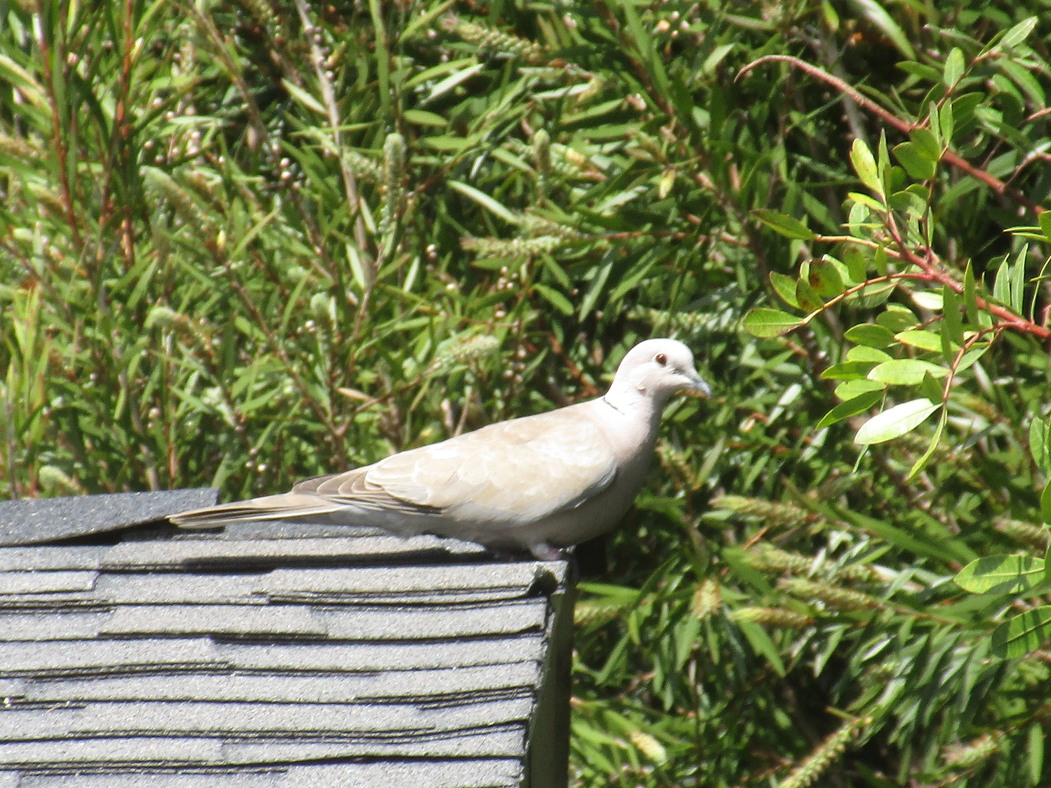 Canon PowerShot ELPH 170 IS (IXUS 170 / IXY 170) sample photo. Turtle dove photography