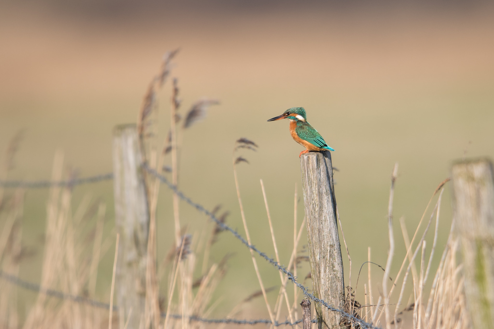 Nikon D810 + Nikon AF-S Nikkor 600mm F4G ED VR sample photo. Martin pecheur photography