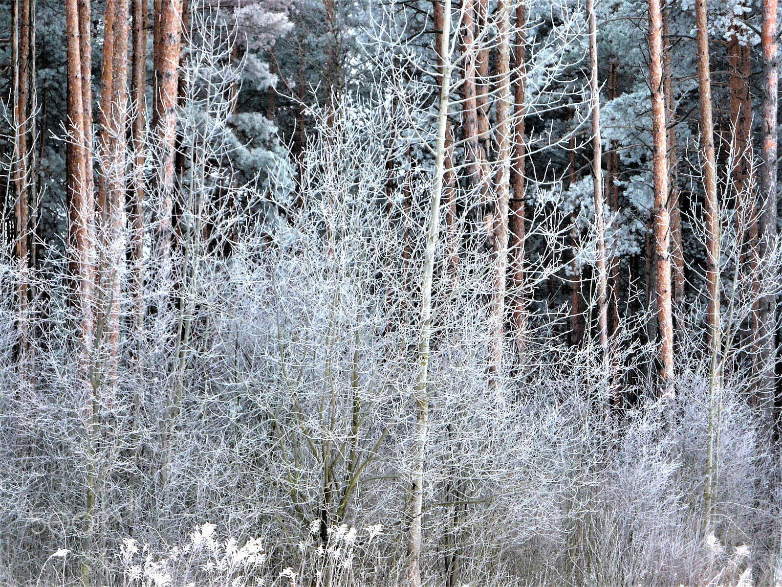 Panasonic DMC-LZ7 sample photo. Hoarfrost on branches photography