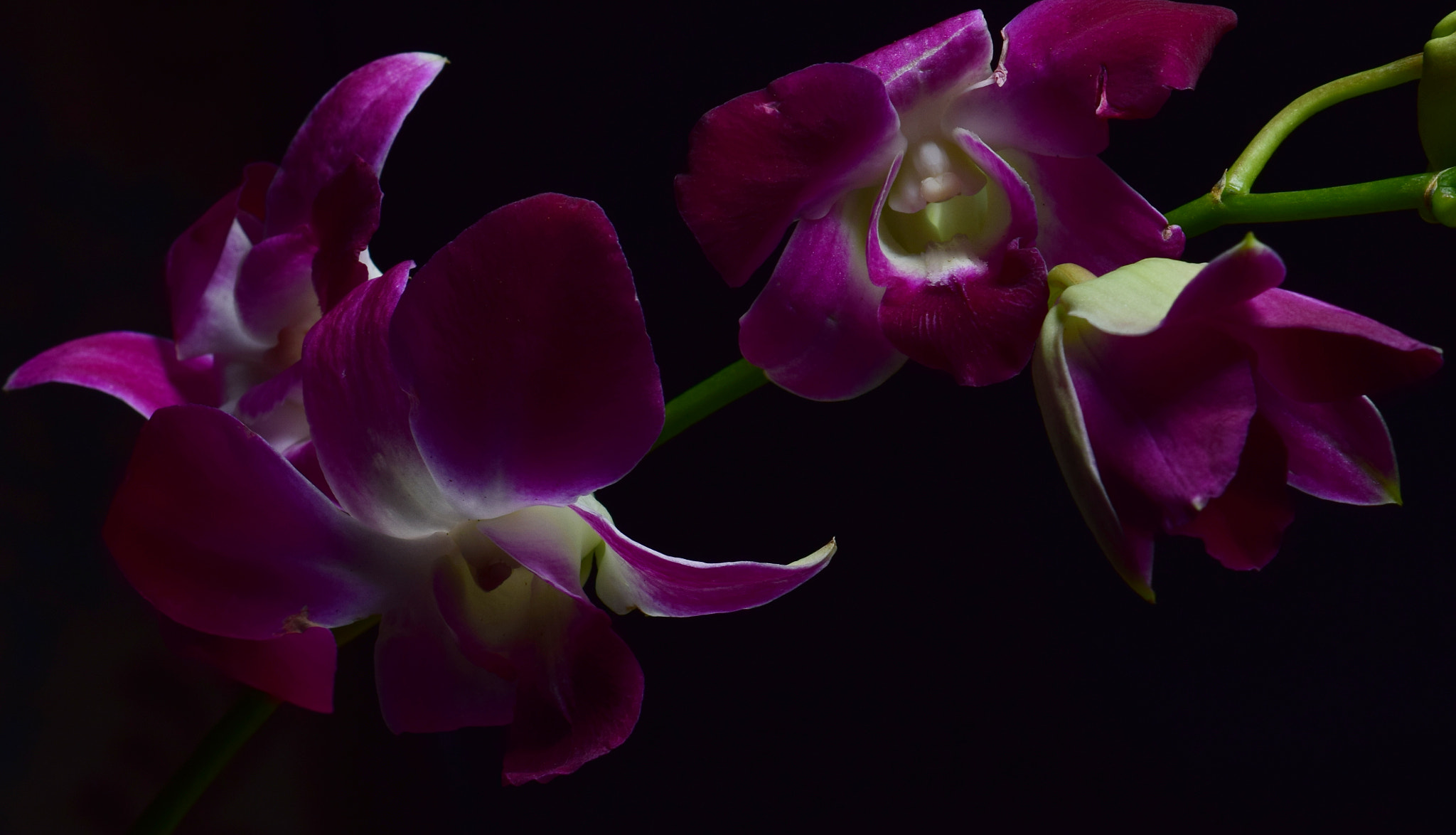 Nikon AF-S DX Micro-Nikkor 85mm F3.5G ED VR sample photo. Orchid details photography