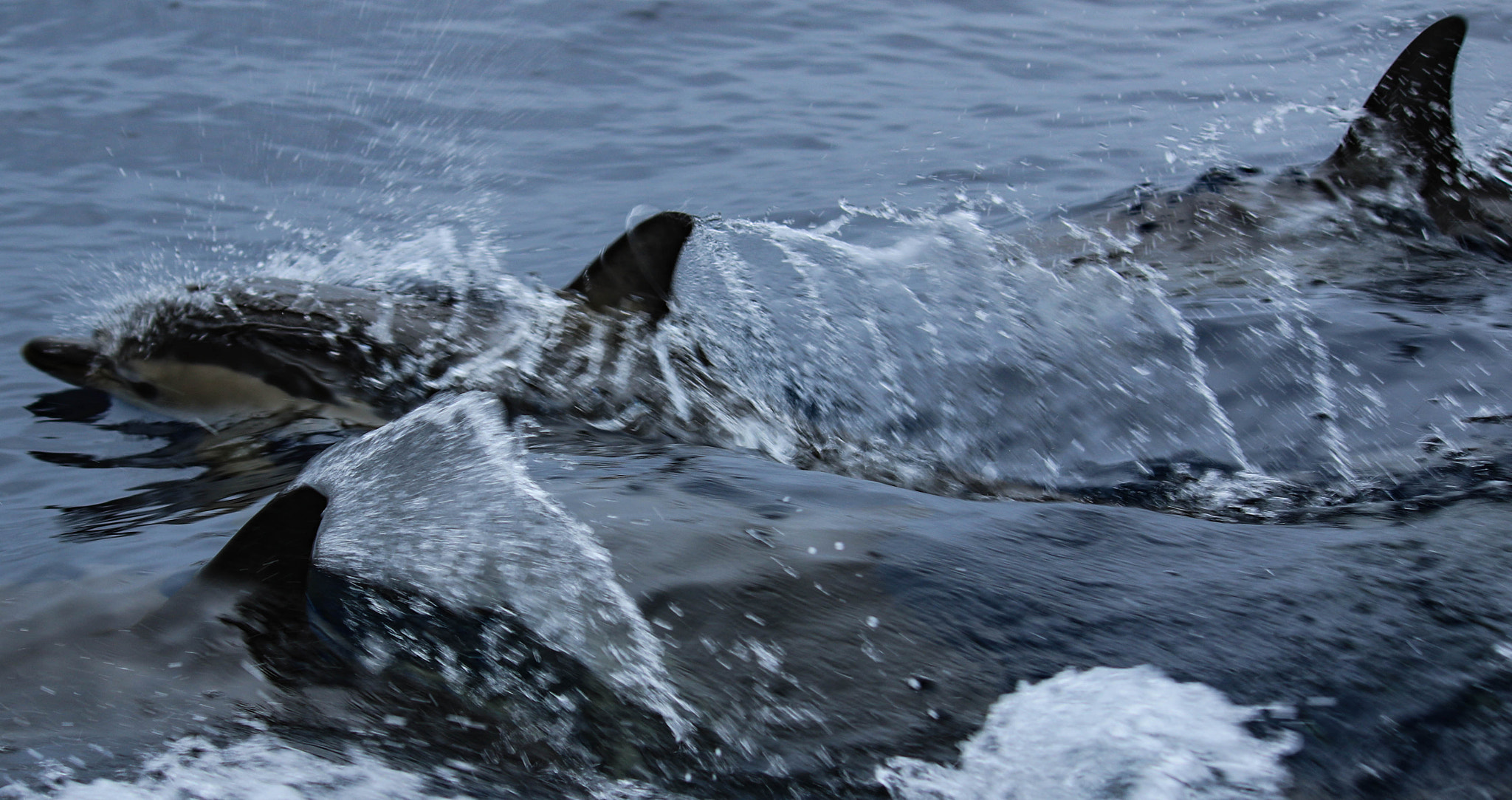 Canon EF-S 55-250mm F4-5.6 IS II sample photo. Common dolphin photography