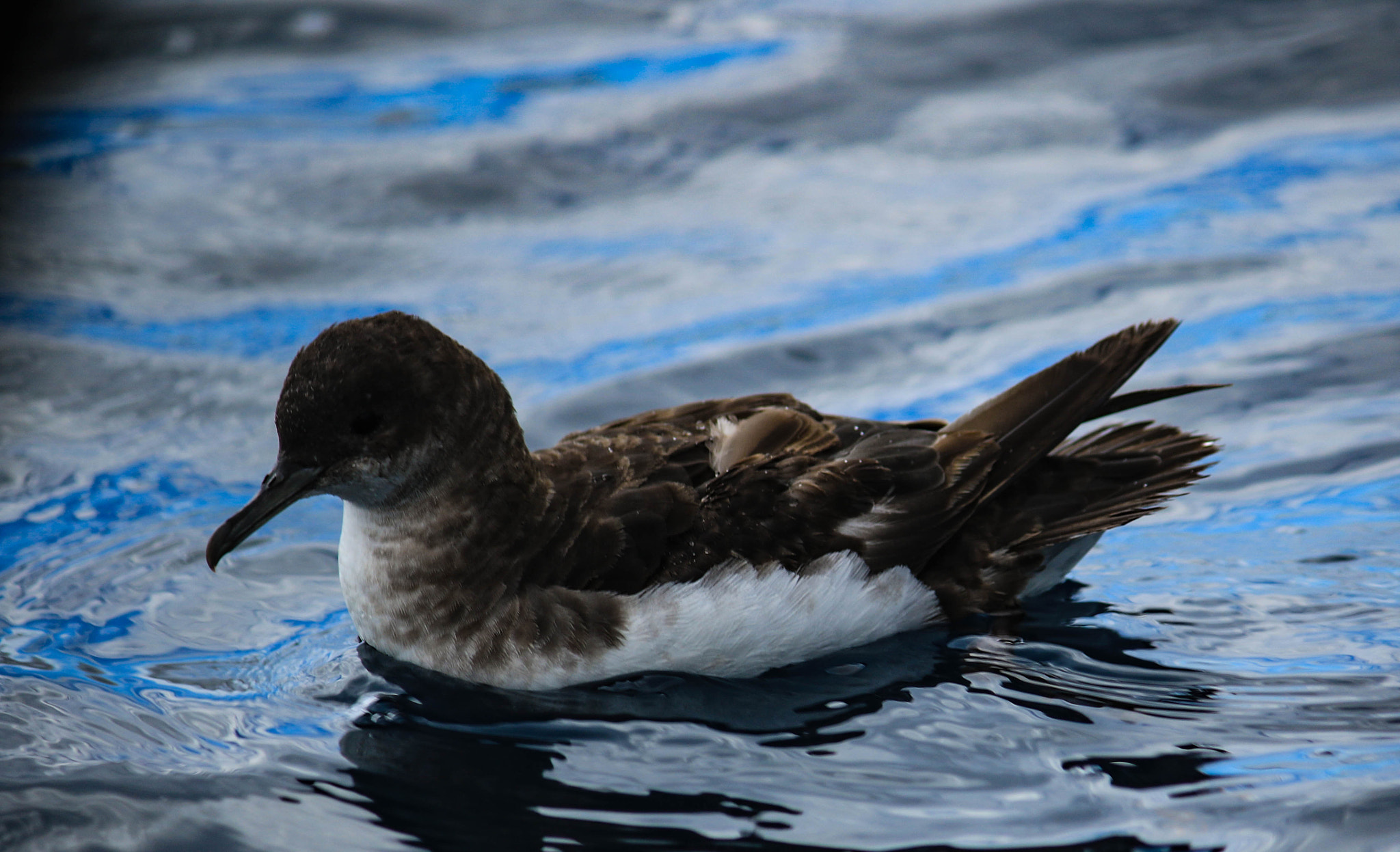 Canon EF-S 55-250mm F4-5.6 IS II sample photo. "jesus" bird photography