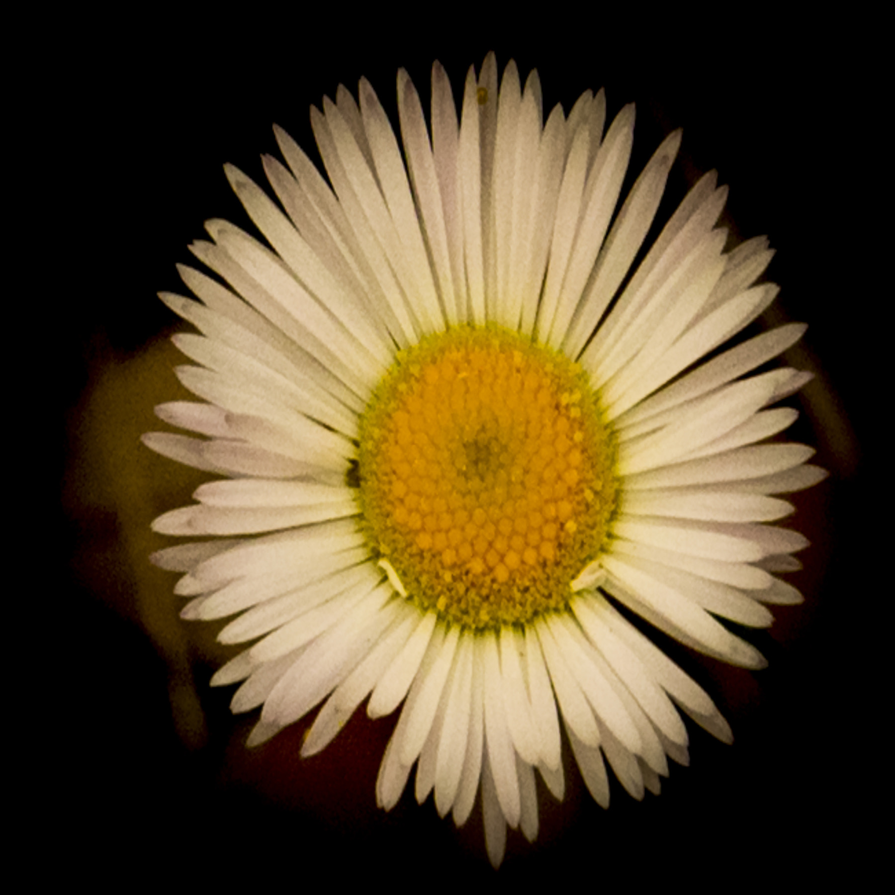 Canon EF-S 18-135mm F3.5-5.6 IS sample photo. Whiteflower photography