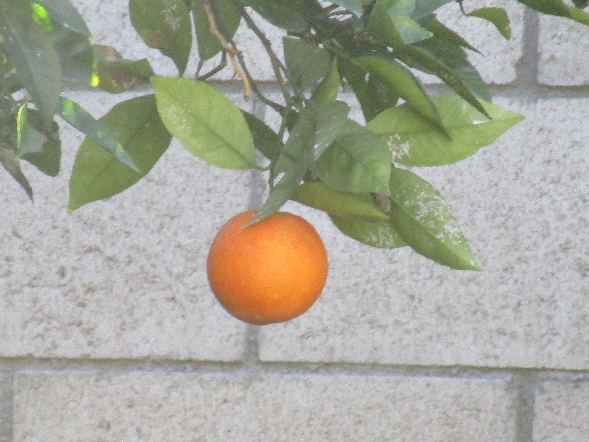 Canon PowerShot ELPH 170 IS (IXUS 170 / IXY 170) sample photo. Orange photography