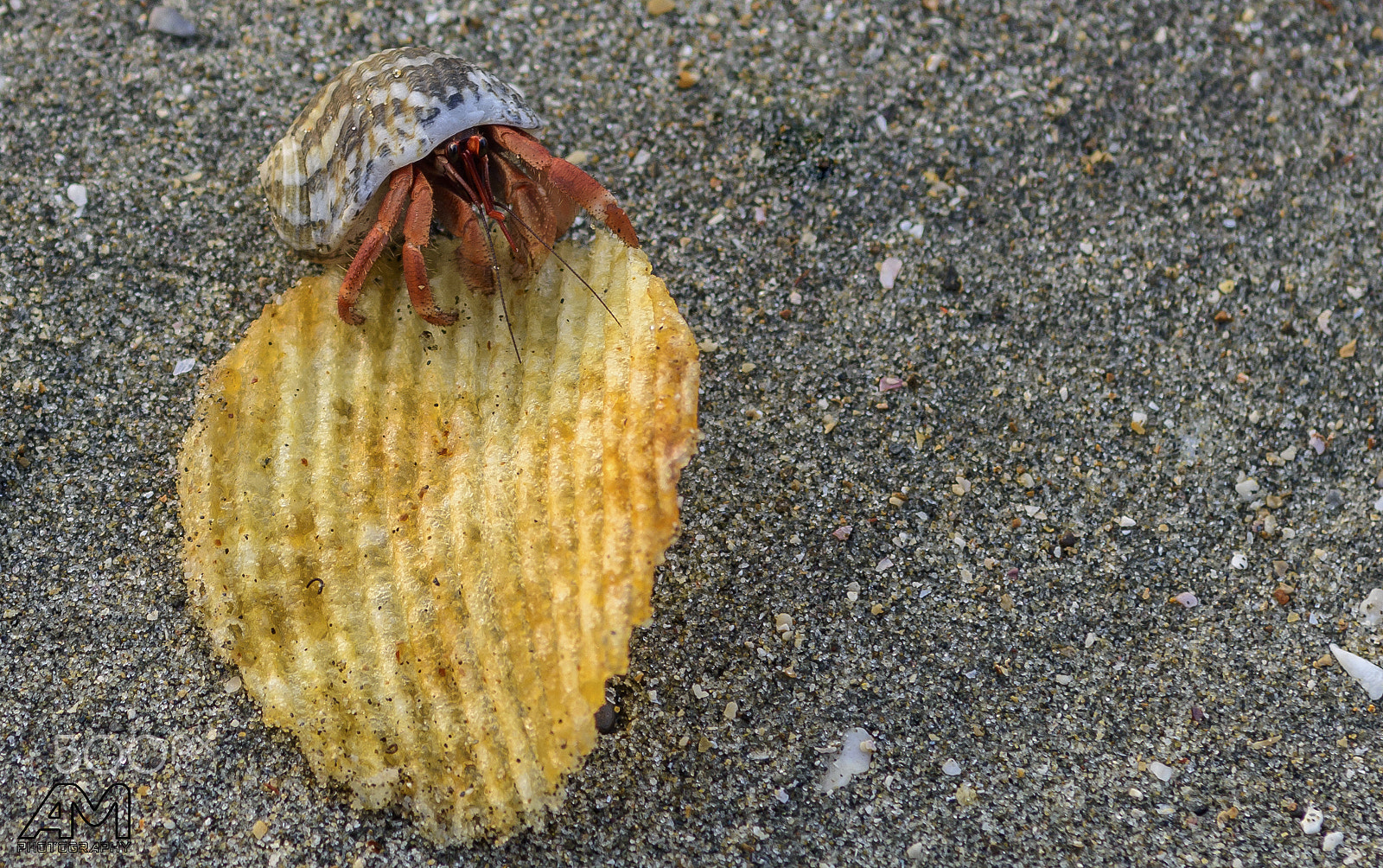 Nikon D7200 sample photo. I like chips !!! photography