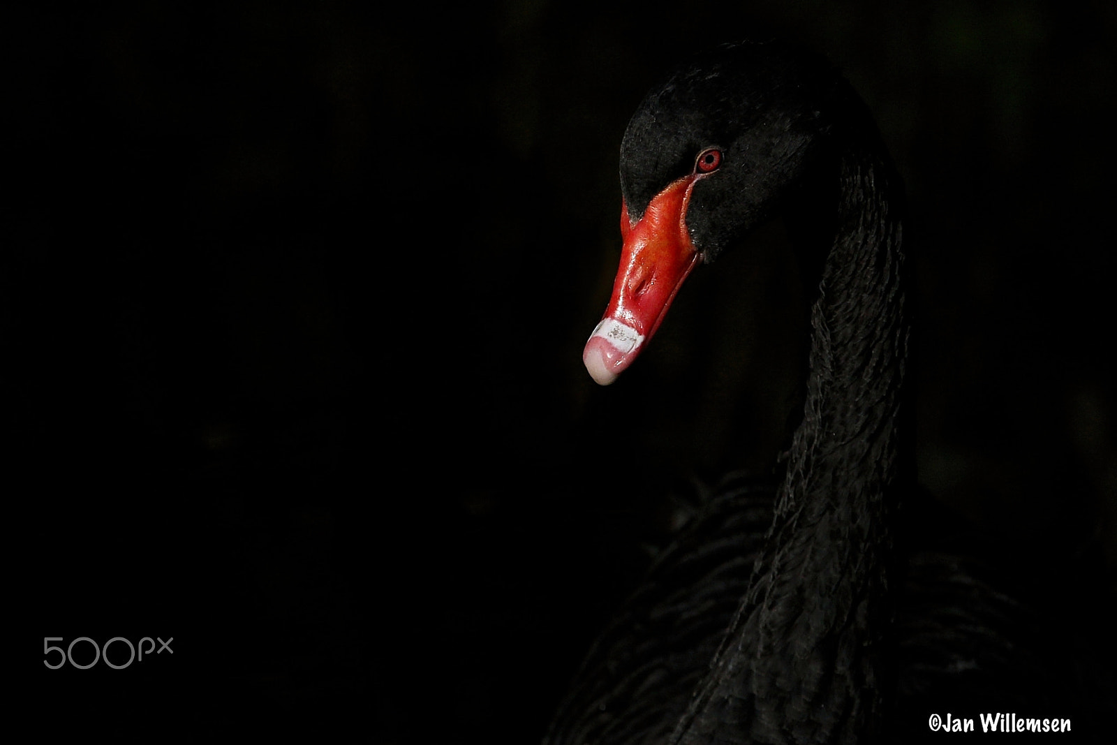 Canon EF 300mm F2.8L IS II USM sample photo. Black swan photography