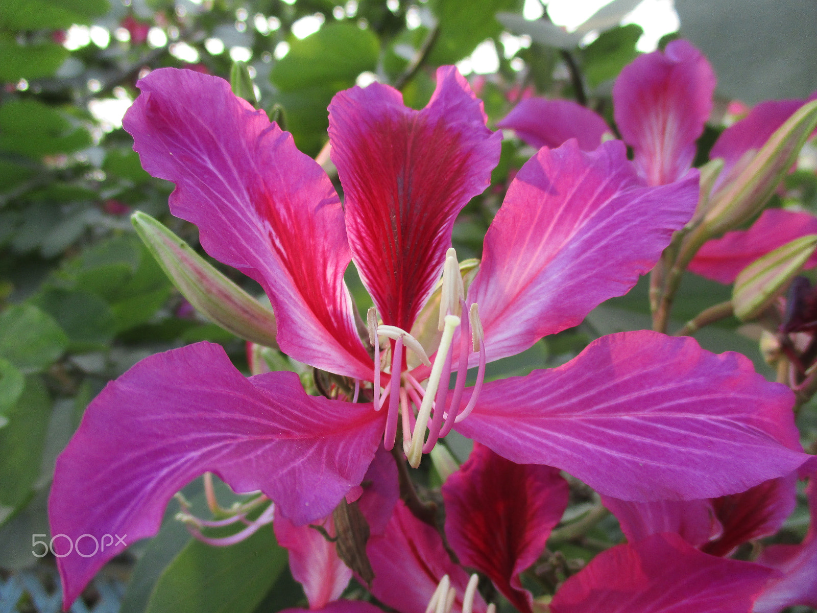 Canon PowerShot ELPH 160 (IXUS 160 / IXY 150) sample photo. Id: golapi kanchan phool/ pink orchid flower photography