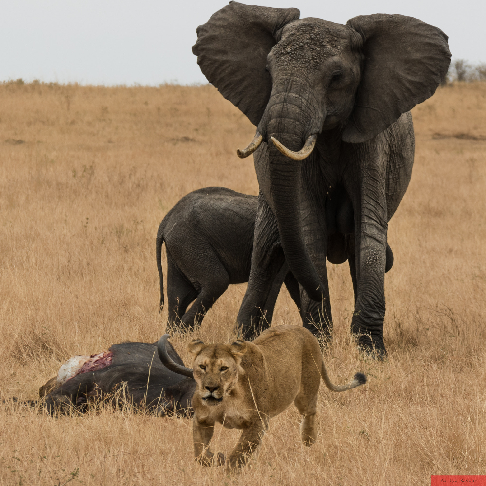 Canon EF-S 18-200mm F3.5-5.6 IS sample photo. An elephant chases away a lion to protect its baby photography