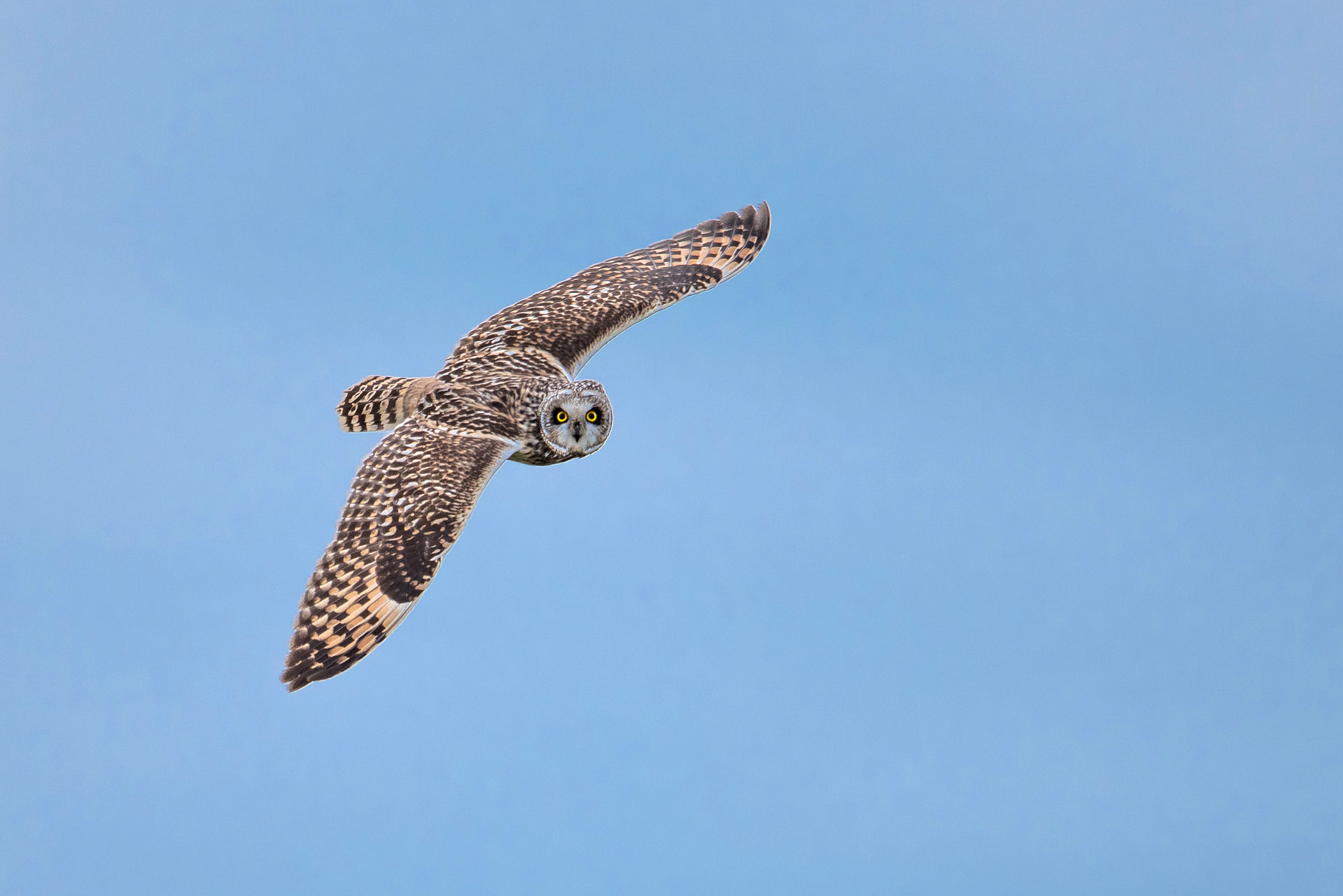 Nikon D810 + Nikon AF-S Nikkor 600mm F4G ED VR sample photo. Hibou des marais photography