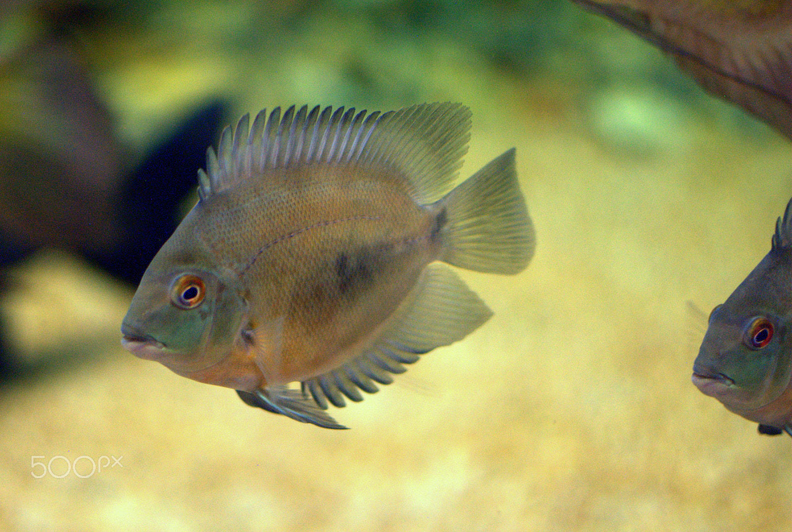 Nikon D3000 + Nikon AF-S DX Nikkor 35mm F1.8G sample photo. Waroo cichlid photography