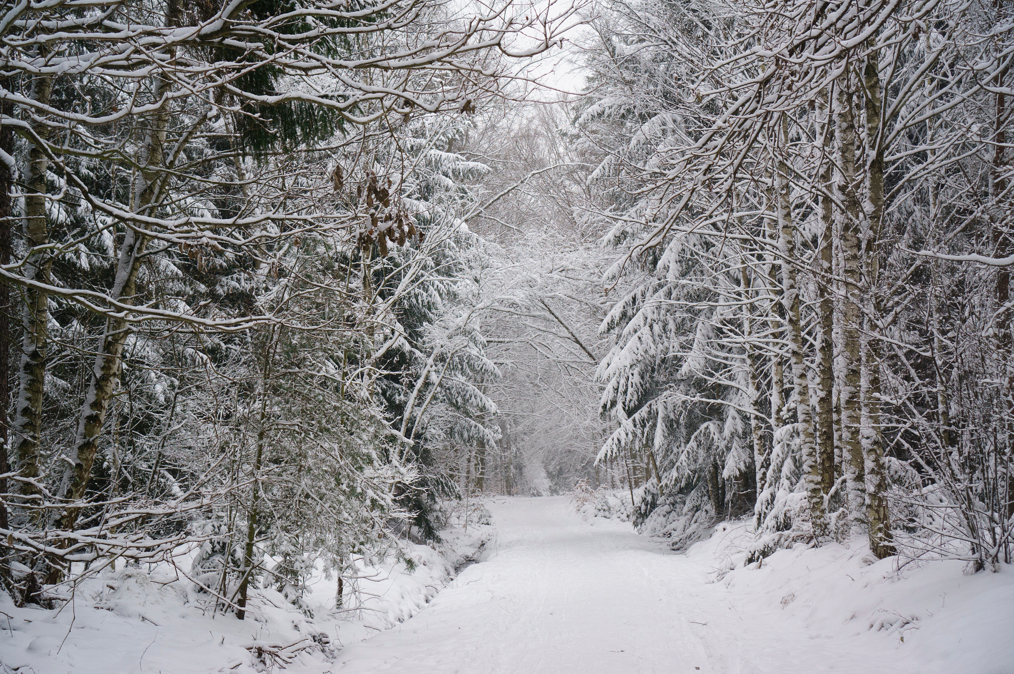 Sony Alpha NEX-6 + Sony E 35mm F1.8 OSS sample photo. Winter forest photography