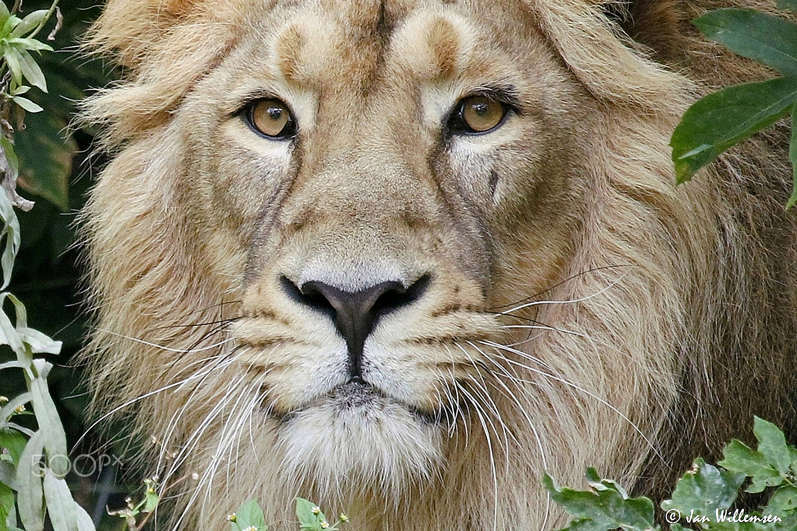 Canon EF 100-400mm F4.5-5.6L IS USM sample photo. Lion photography