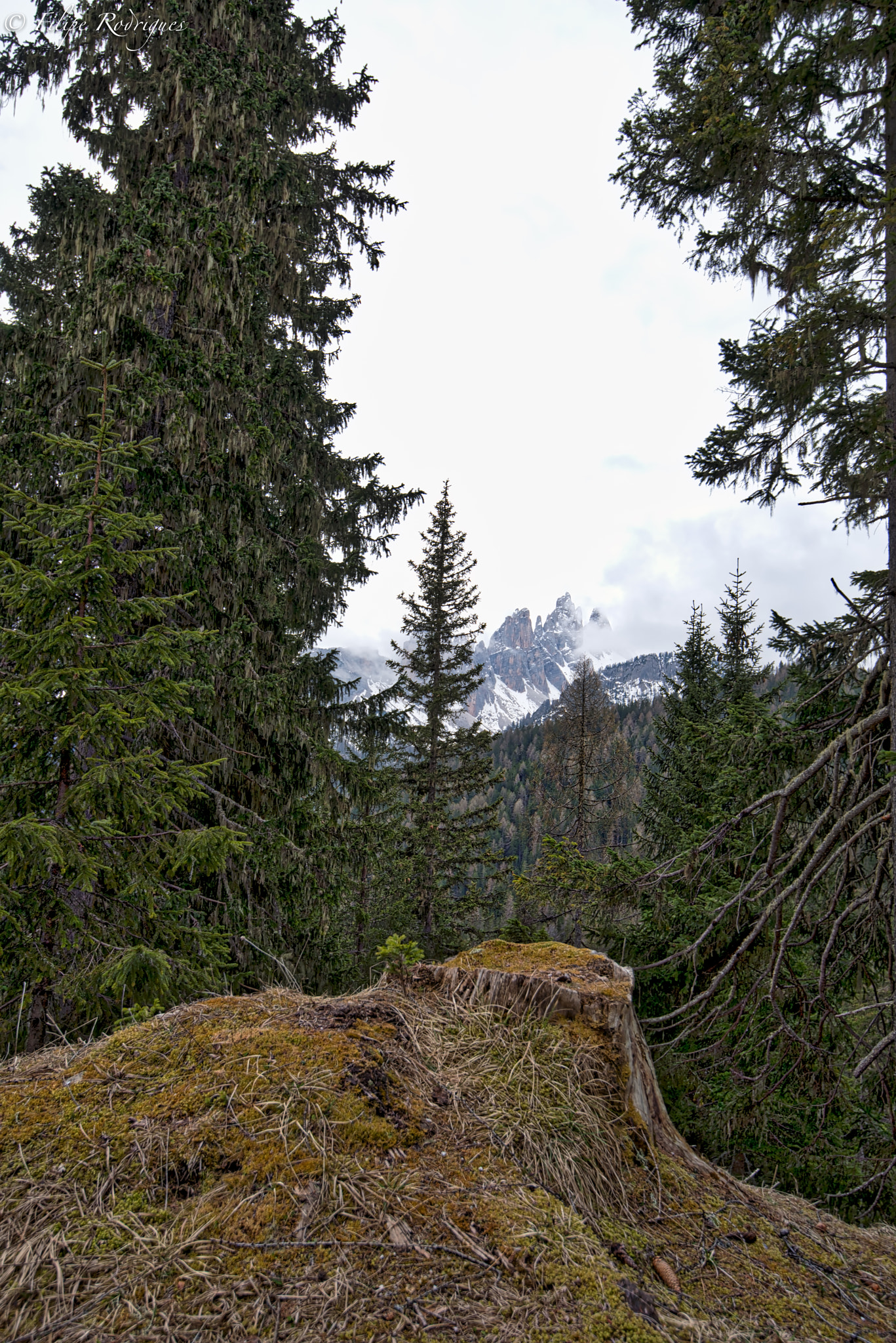 Nikon AF-S Nikkor 16-35mm F4G ED VR sample photo. Stump photography