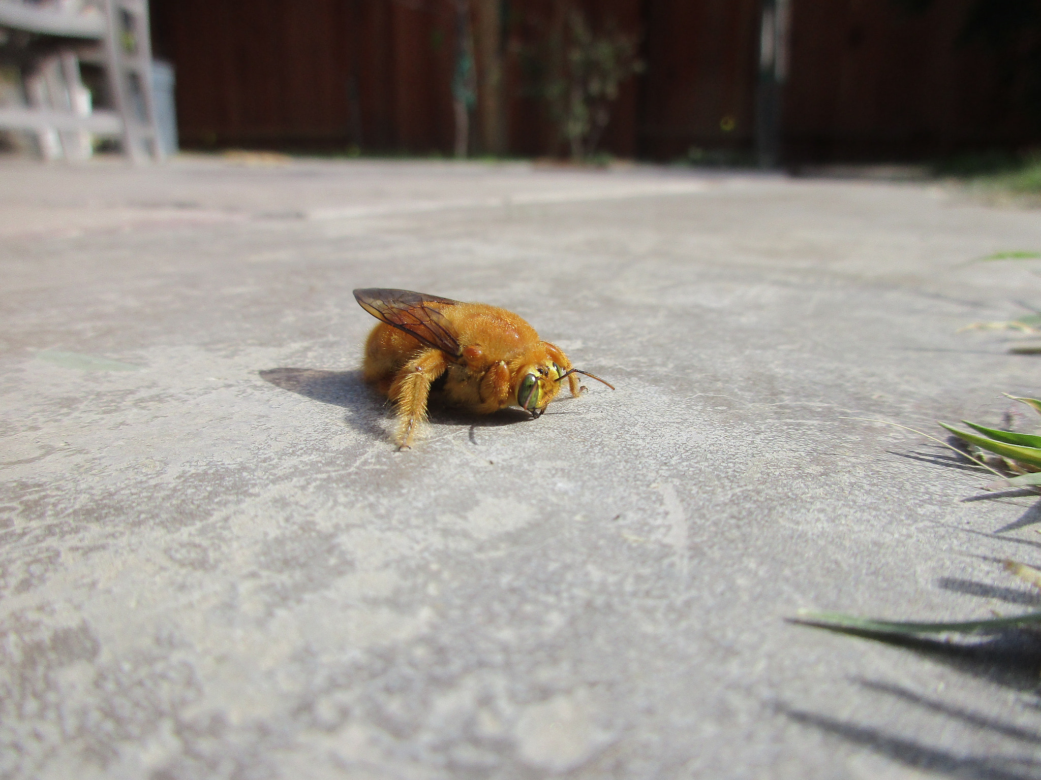 Canon PowerShot ELPH 170 IS (IXUS 170 / IXY 170) sample photo. Carpenter bee photography