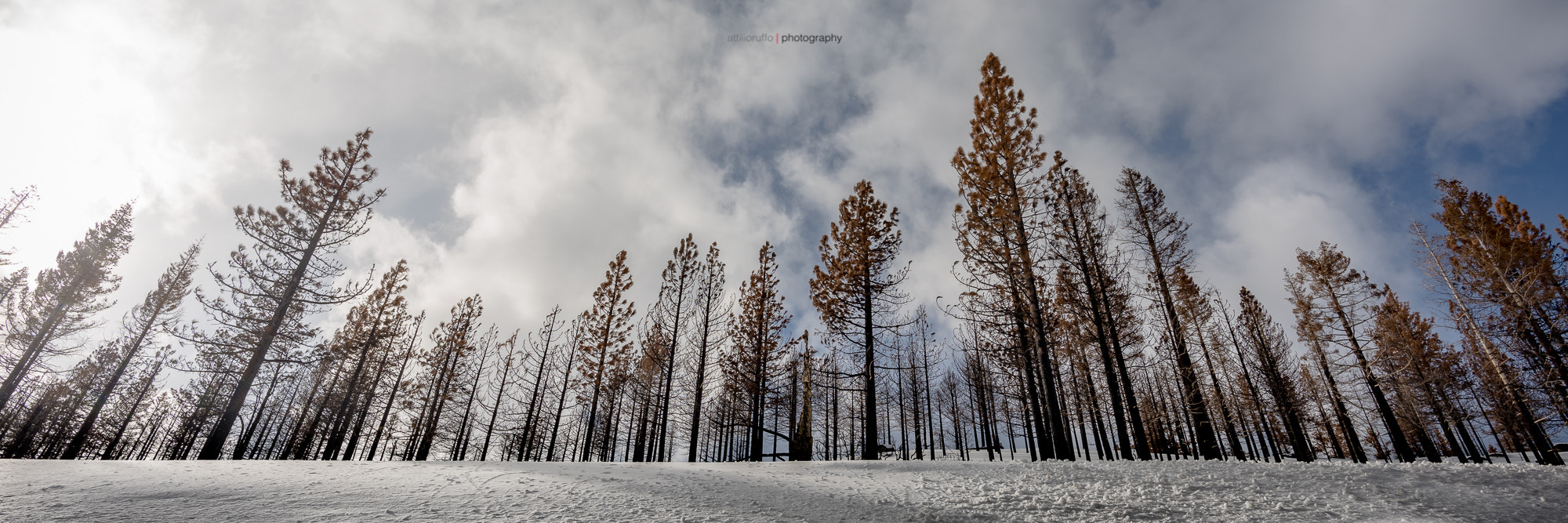 Nikon D810 + Nikon AF-S Nikkor 20mm F1.8G ED sample photo. Trees photography