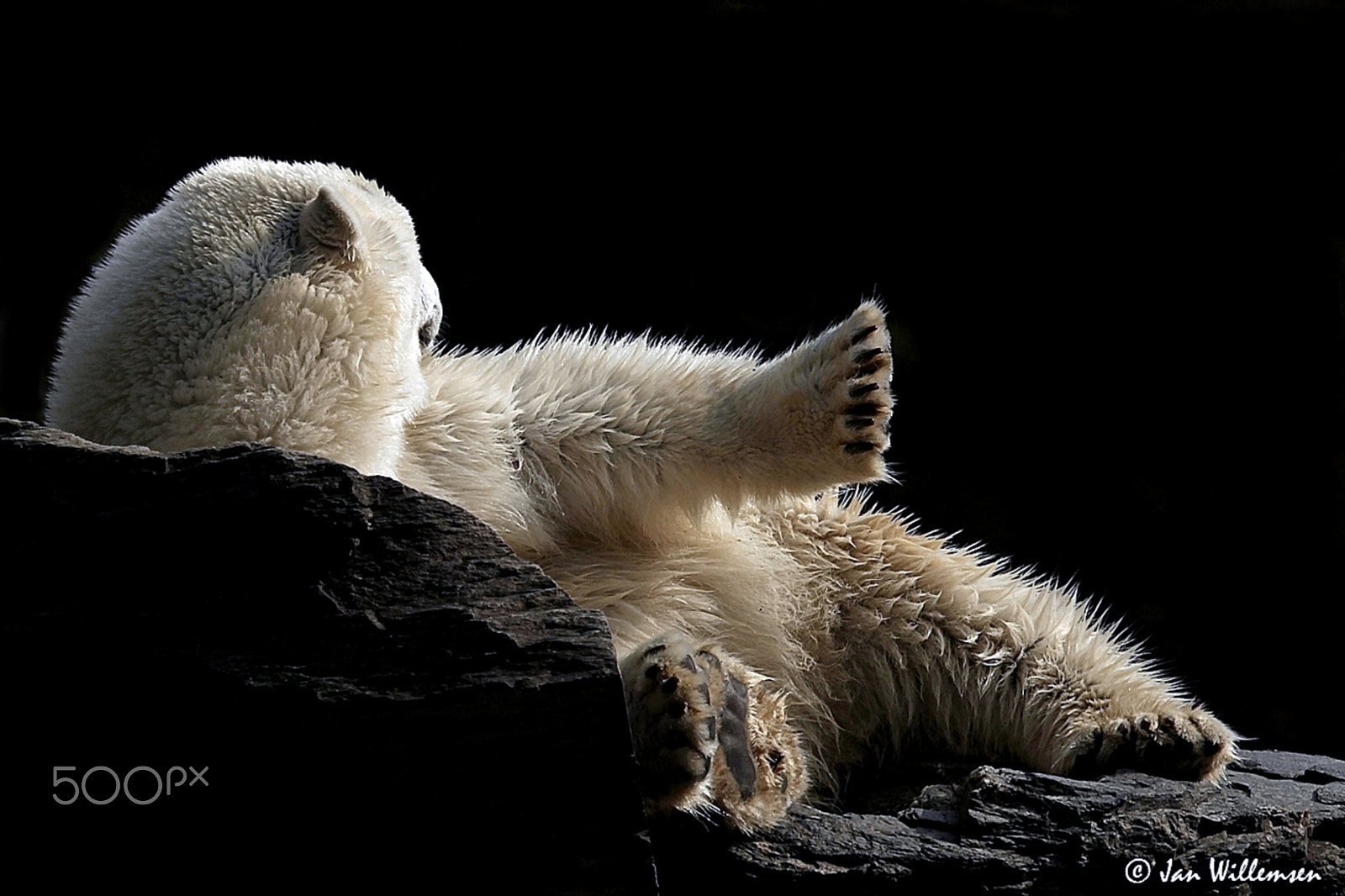 Canon EF 100-400mm F4.5-5.6L IS USM sample photo. Polar bear photography