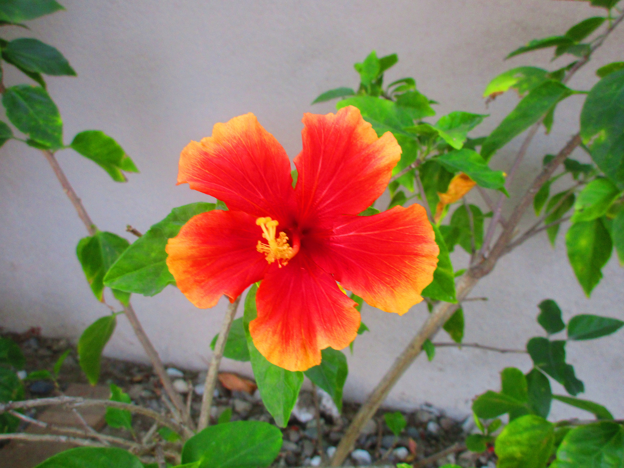 Canon PowerShot ELPH 170 IS (IXUS 170 / IXY 170) sample photo. Hibiscus photography