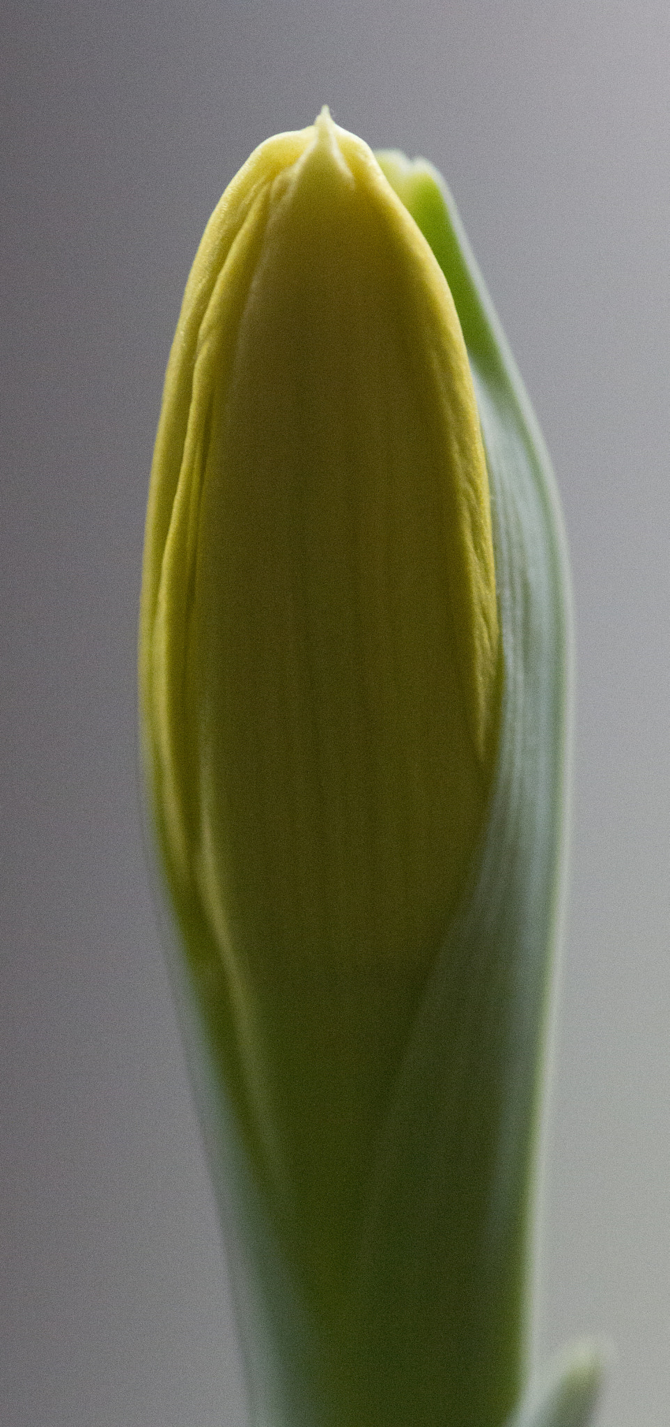 Canon EF 180mm F3.5L Macro USM sample photo. Flower up photography