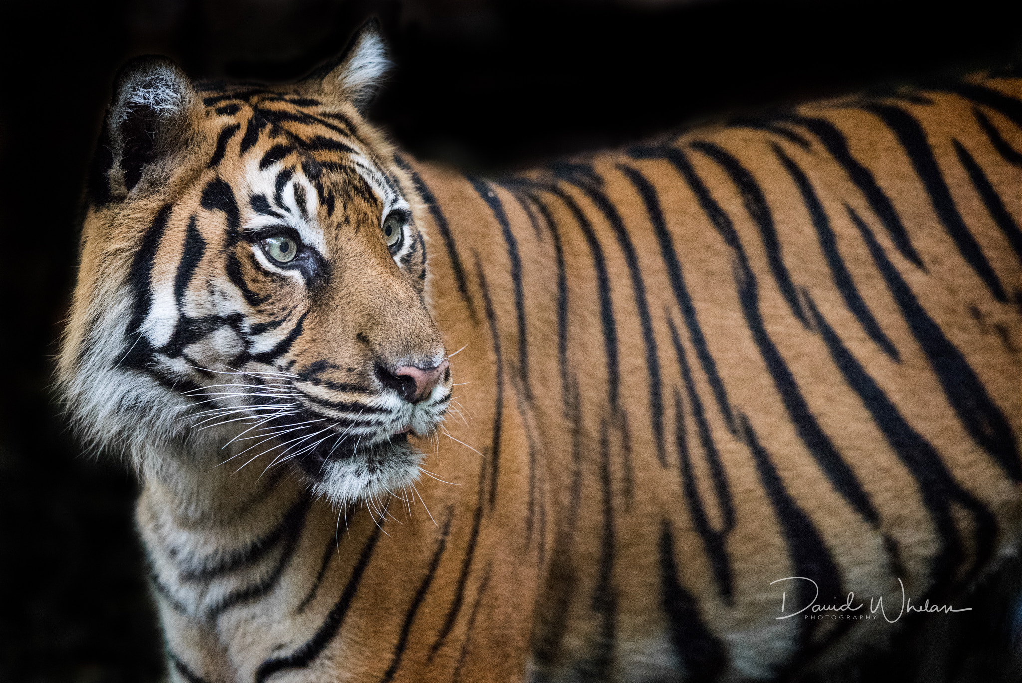 Nikon AF-S Nikkor 400mm F2.8E FL ED VR sample photo. Sumatran tiger photography