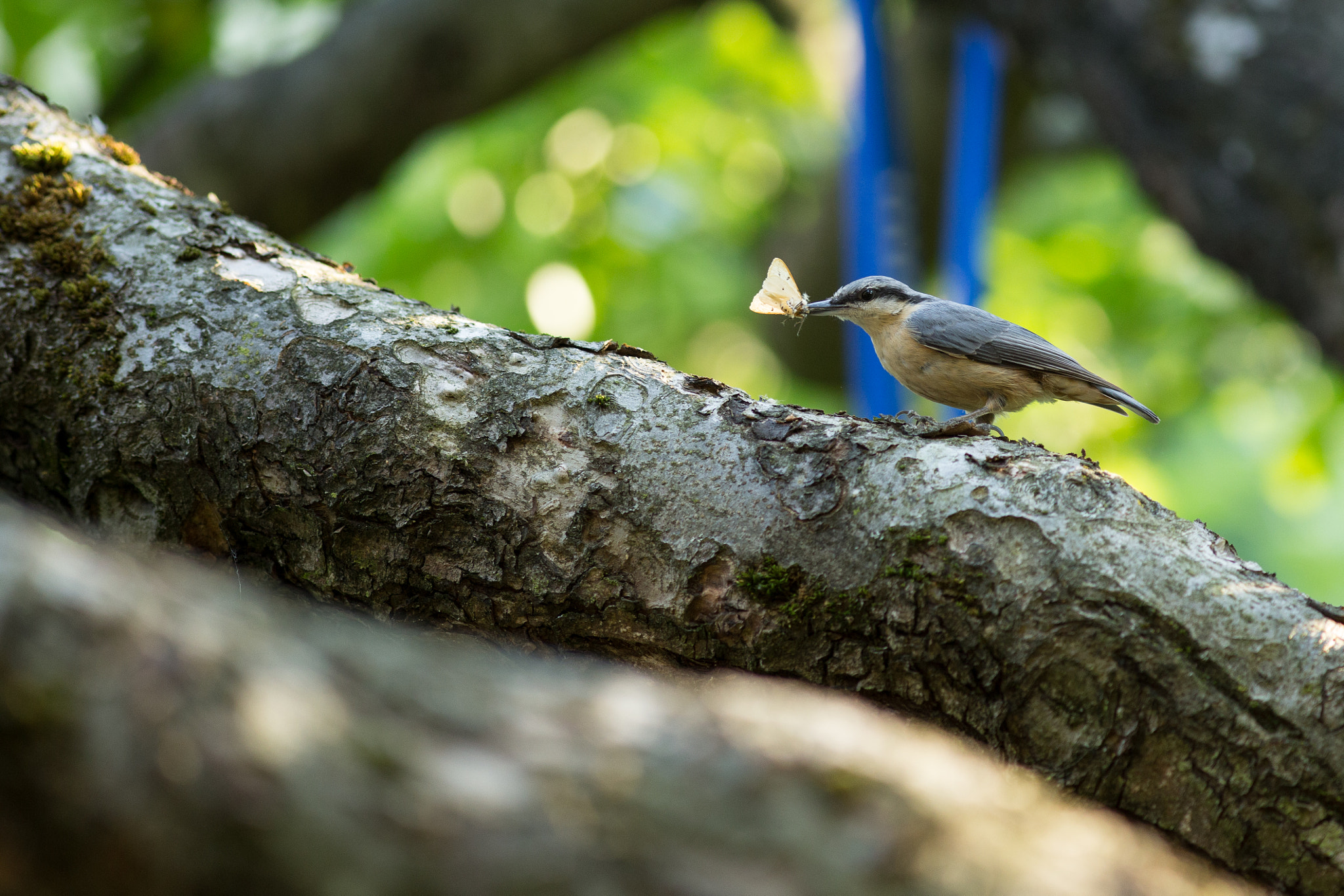 Canon EF 300mm F4L IS USM sample photo. Kleiber photography