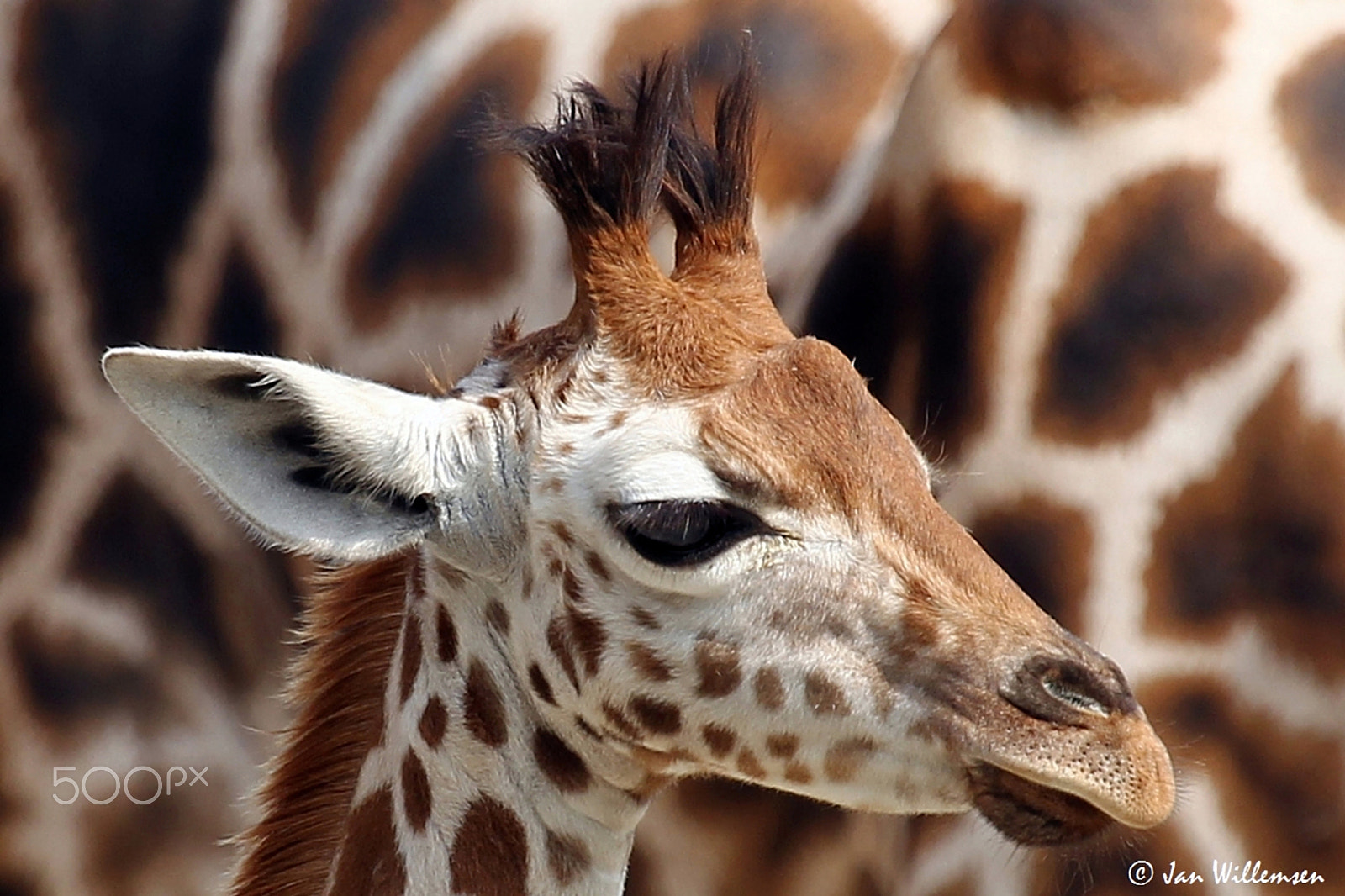 Canon EF 100-400mm F4.5-5.6L IS USM sample photo. Giraffe photography