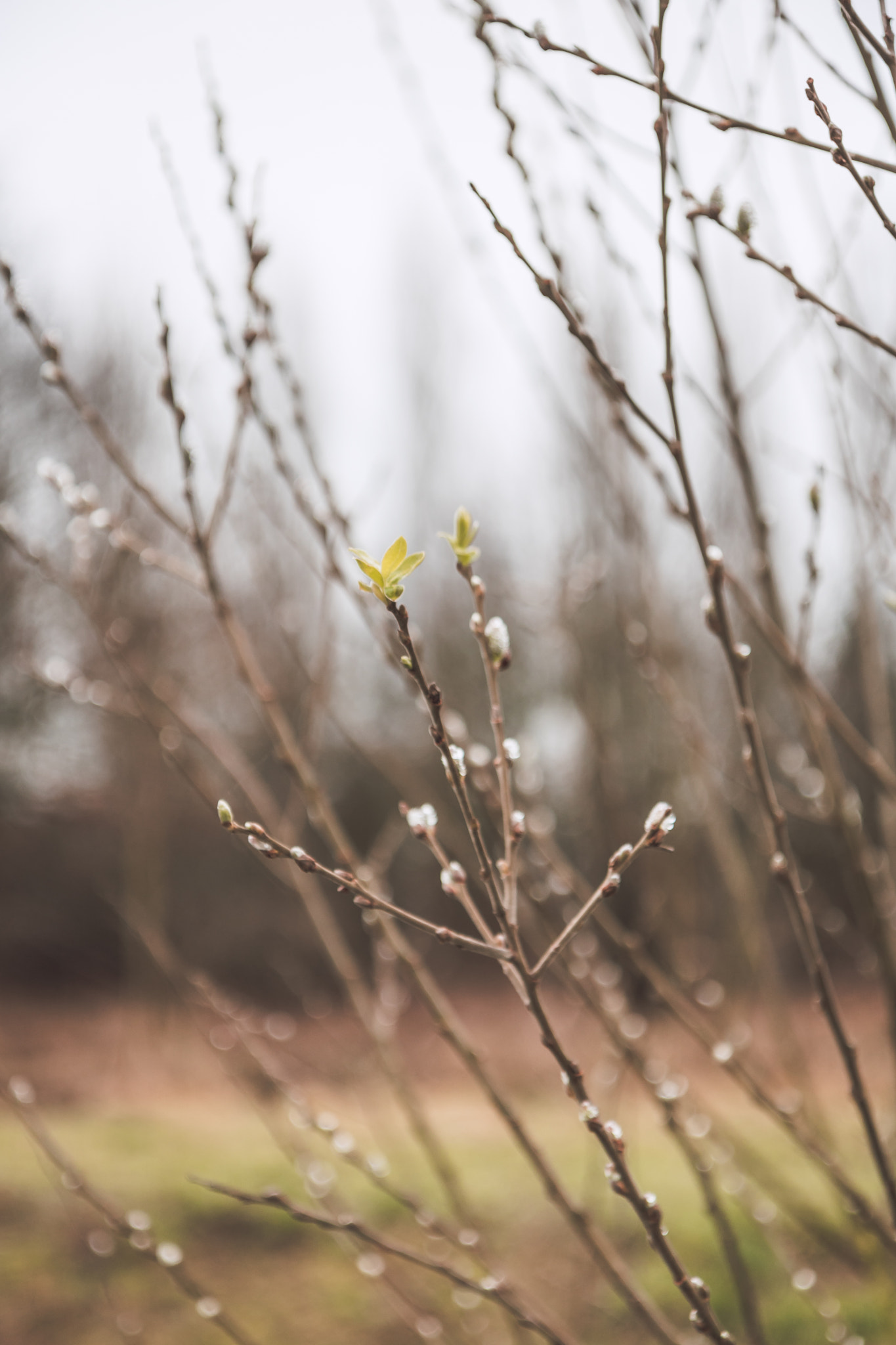 Canon EOS 750D (EOS Rebel T6i / EOS Kiss X8i) sample photo. Springtime photography