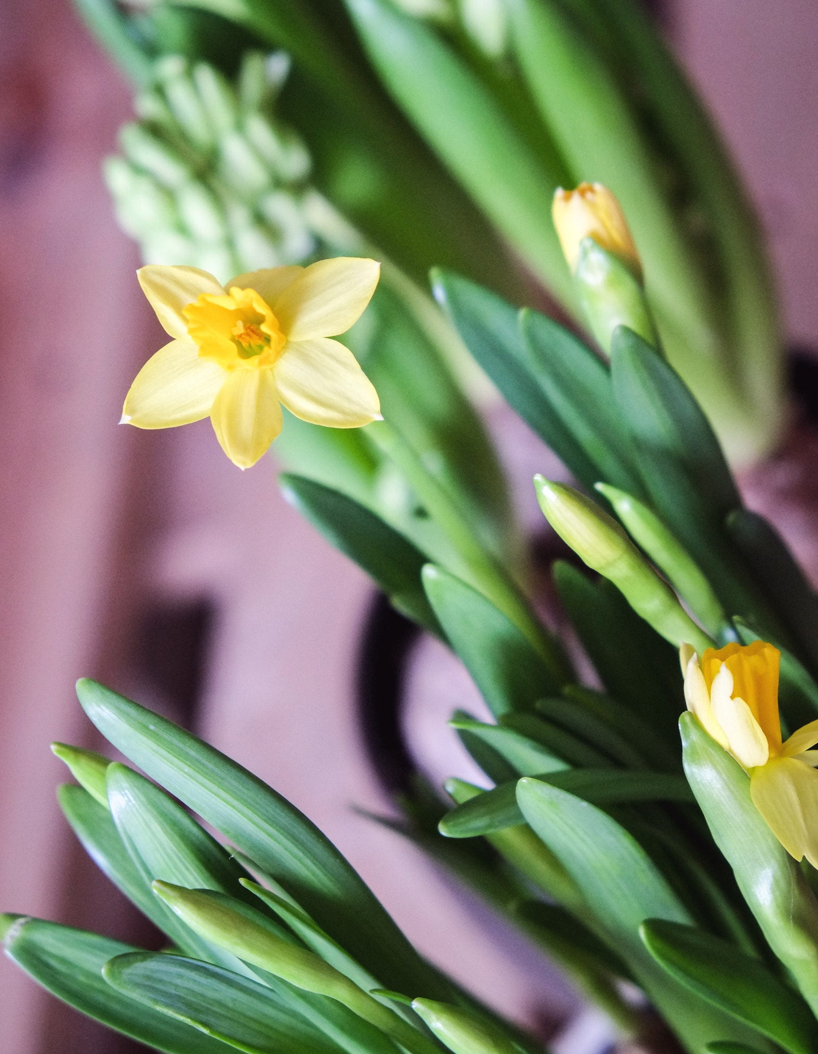 Fujifilm X-Pro1 + Fujifilm XF 18-55mm F2.8-4 R LM OIS sample photo. Spring is coming photography
