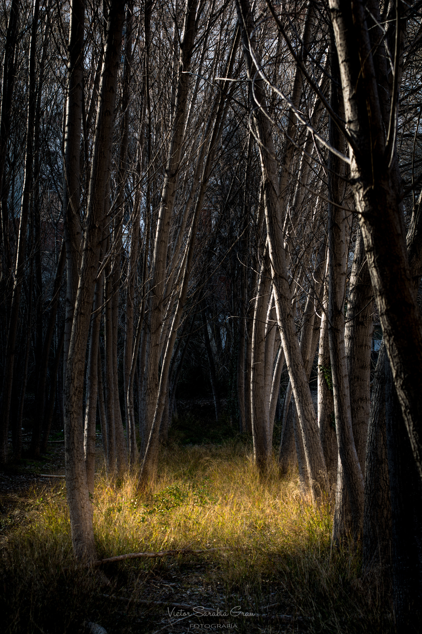 Nikon D7100 + Sigma 50-150mm F2.8 EX APO DC HSM II sample photo. El bosque photography