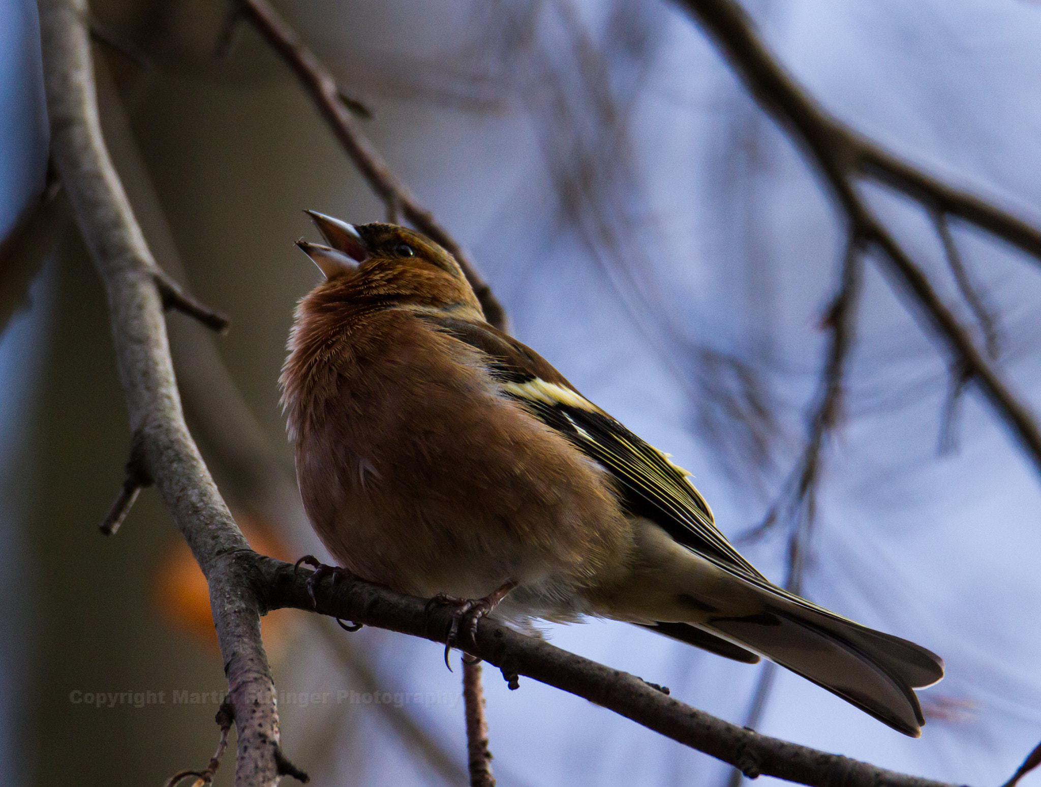Tamron SP 150-600mm F5-6.3 Di VC USD sample photo. Common chaffinch female bird  sitting at a branch in the tiergarten in berlin 01032017 photography