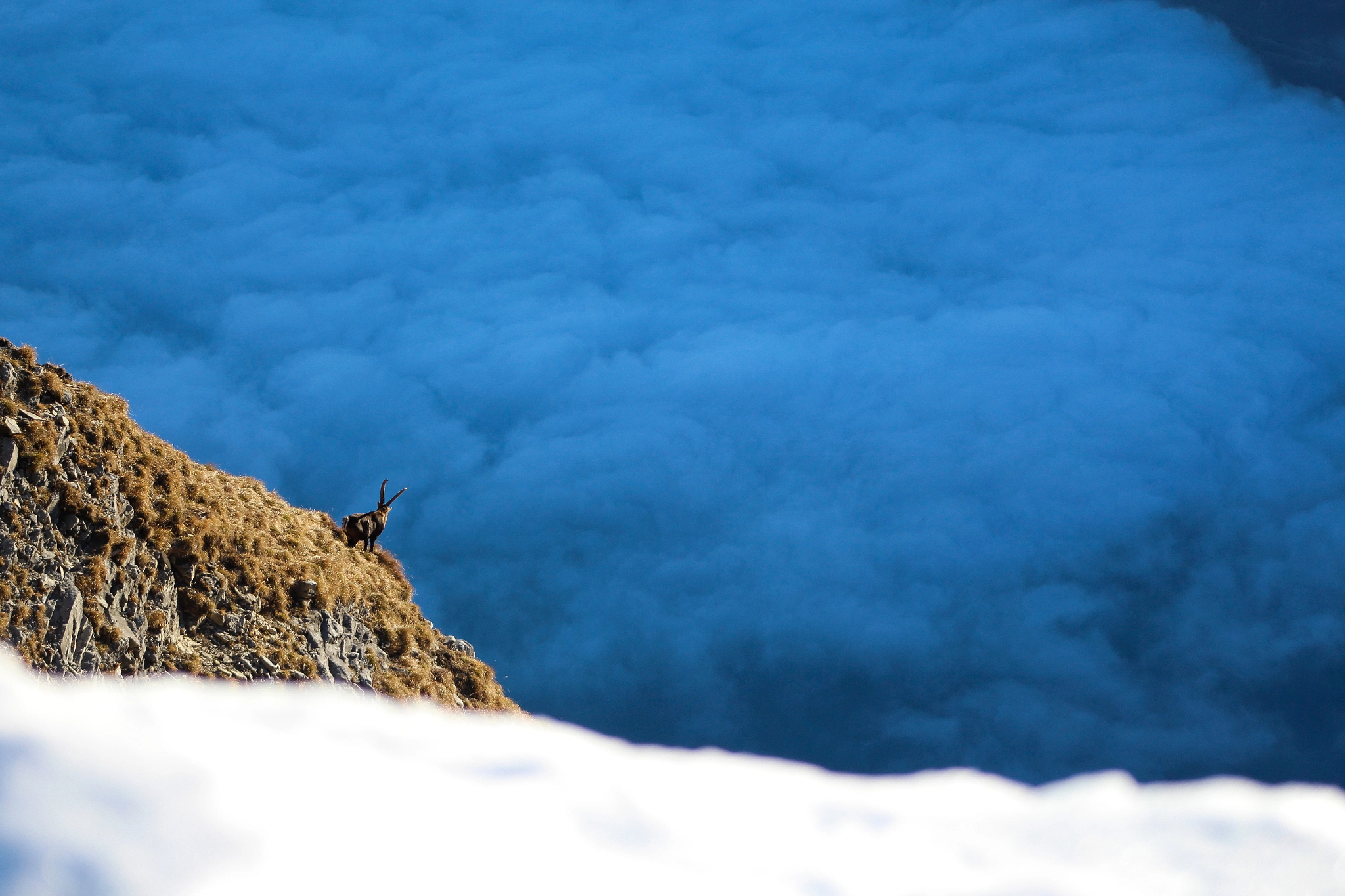 Canon EOS 700D (EOS Rebel T5i / EOS Kiss X7i) + EF75-300mm f/4-5.6 sample photo. Ibex in the alps of switzerland photography