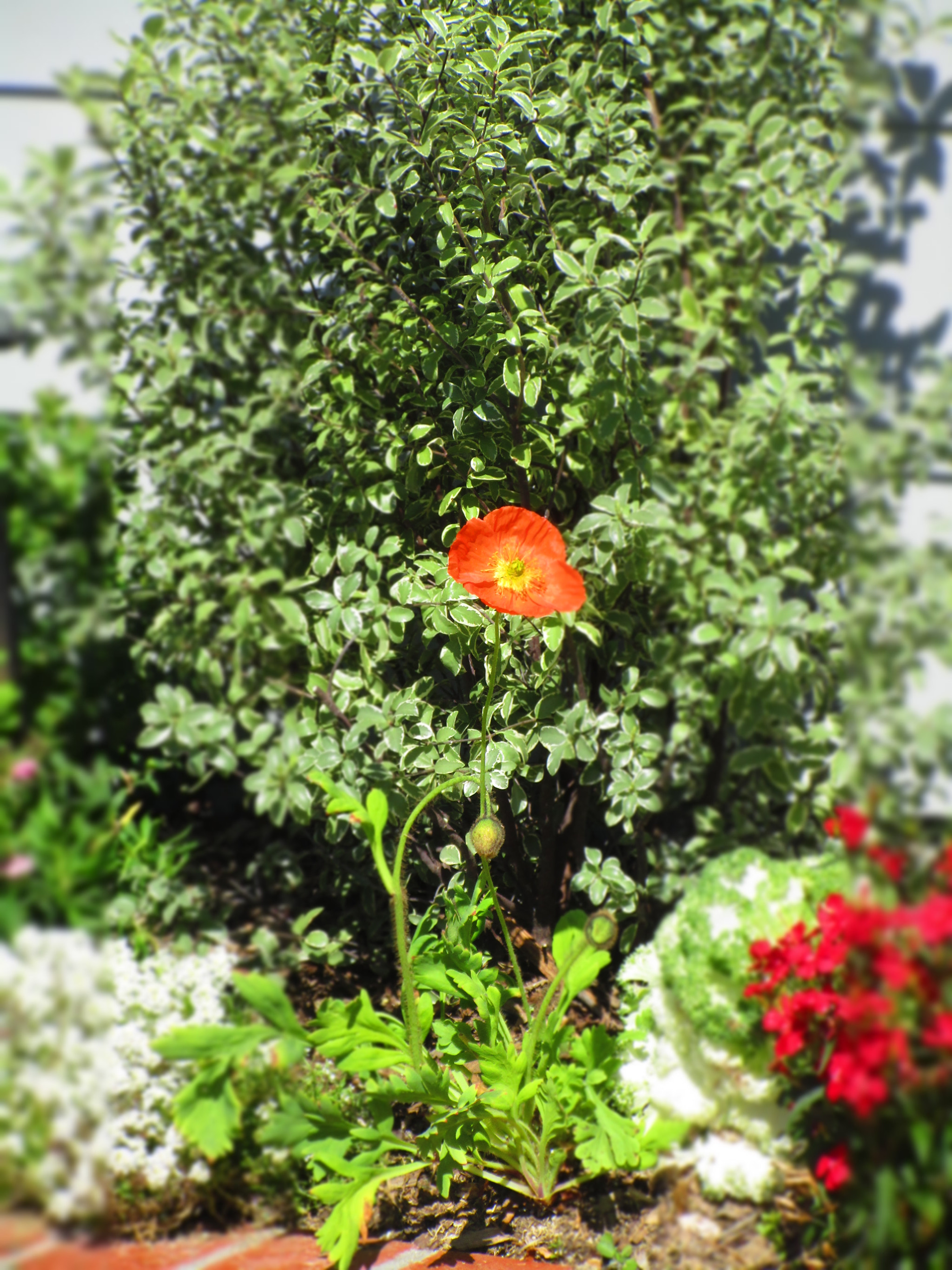 Canon PowerShot ELPH 170 IS (IXUS 170 / IXY 170) sample photo. Orange poppy flower photography