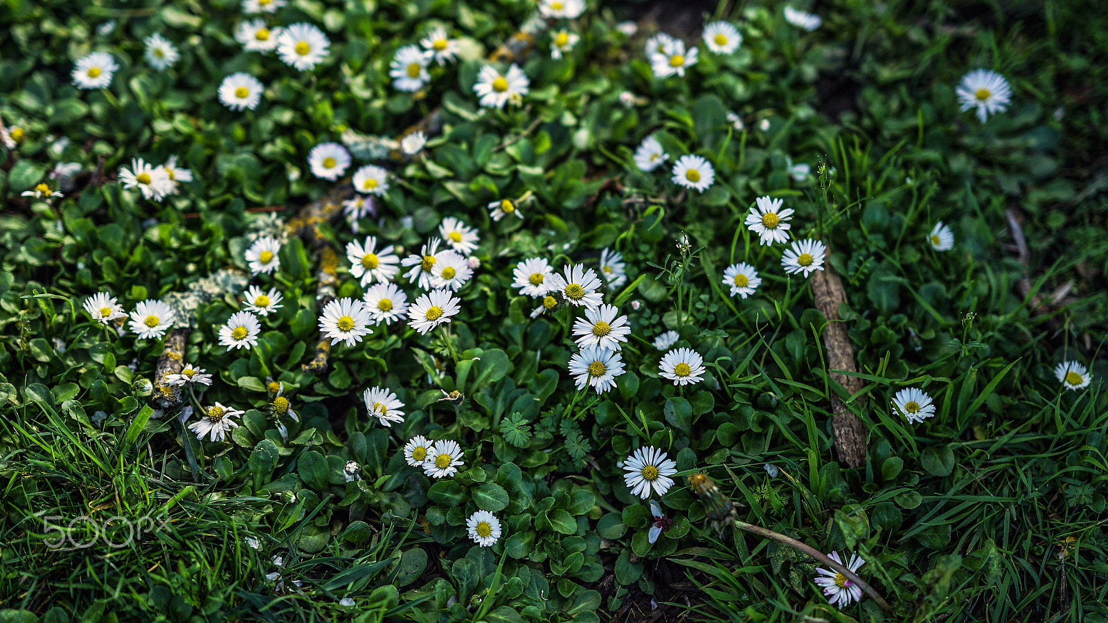 Sony a7S II + Sony FE 85mm F1.4 GM sample photo. I surrender photography