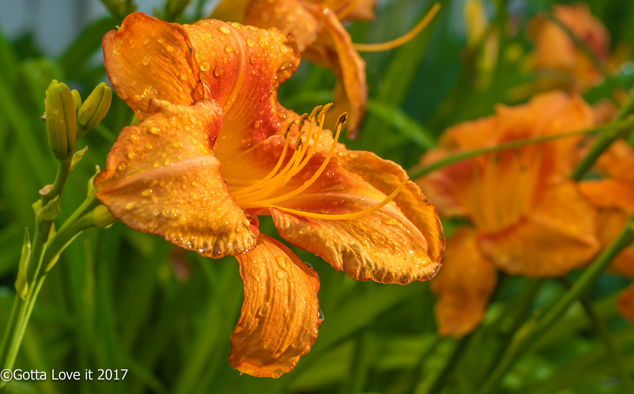 Canon EF 50mm F1.4 USM sample photo. Last spring photography