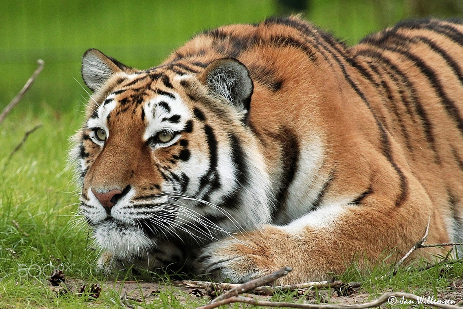 Canon EF 100-400mm F4.5-5.6L IS USM sample photo. Amur tiger photography