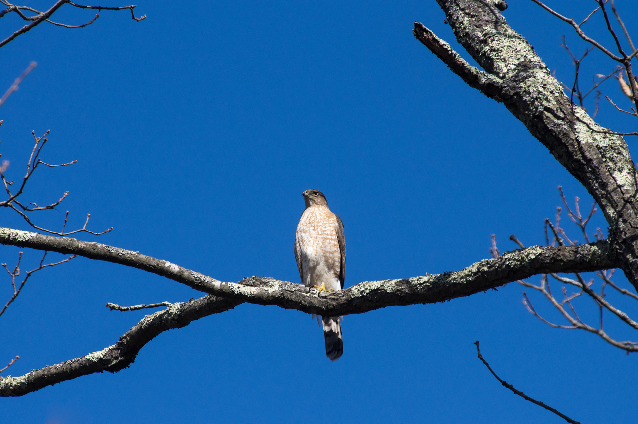 Pentax K-3 + Pentax smc DA* 300mm F4.0 ED (IF) SDM sample photo. A hawk stands watch photography