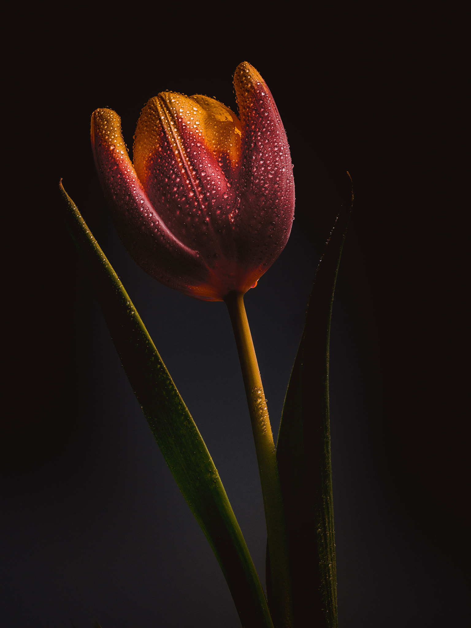 Olympus M.Zuiko Digital ED 60mm F2.8 Macro sample photo. Tulip flower photography