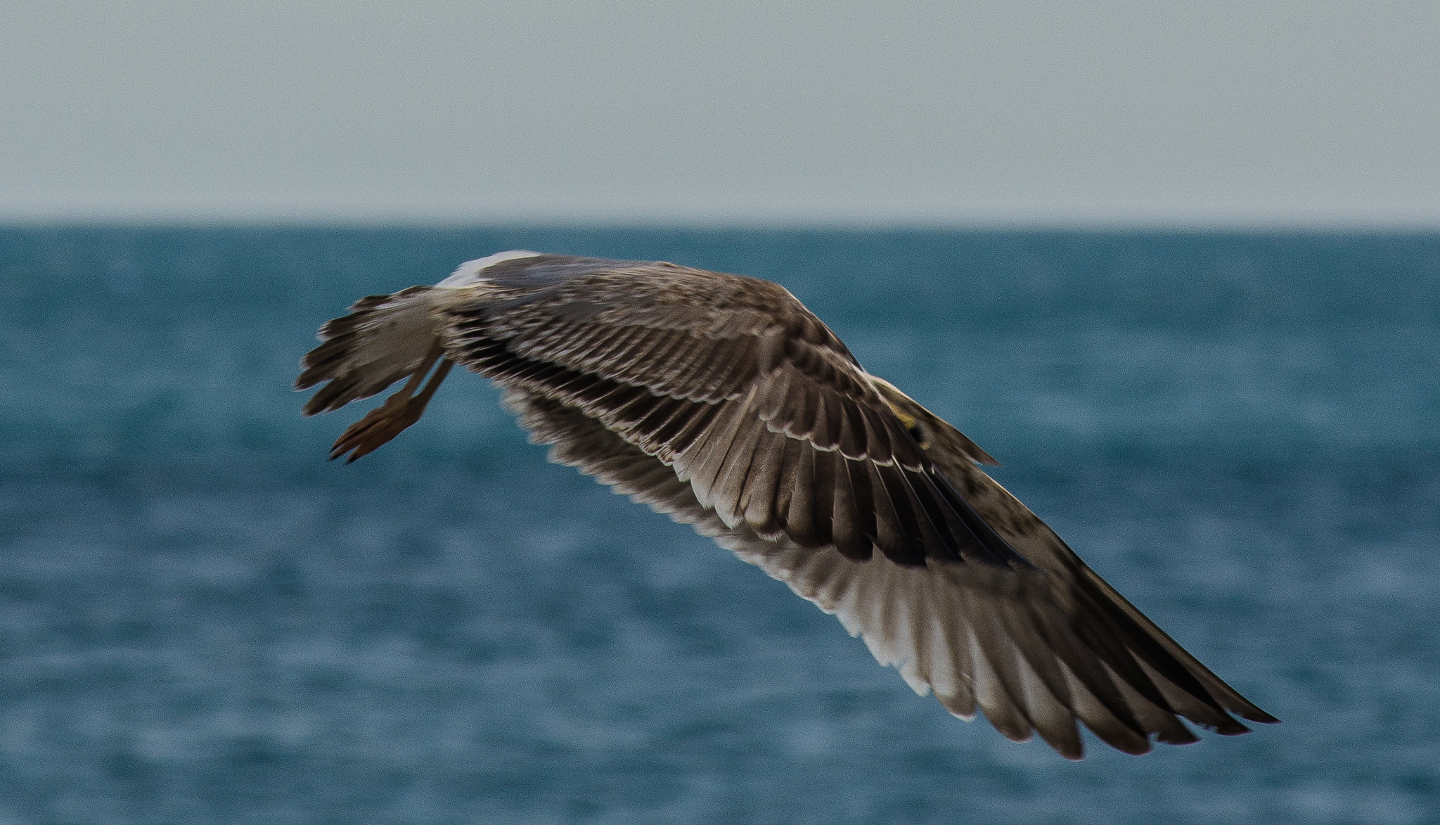 AF Zoom-Nikkor 80-200mm f/2.8 ED sample photo