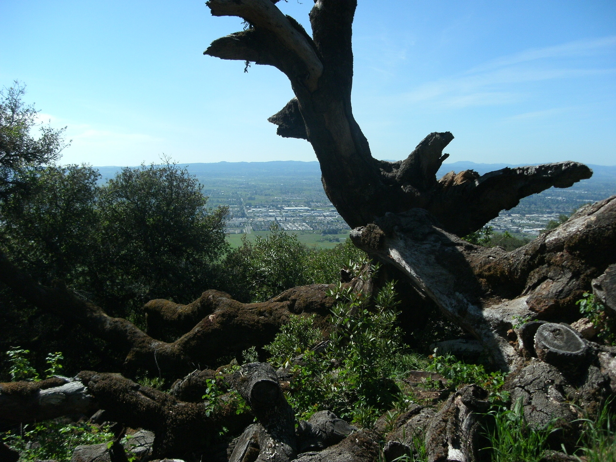 GENERAL IMAGING CO. C1233 sample photo. Santa rosa plain and deadfall gk photography
