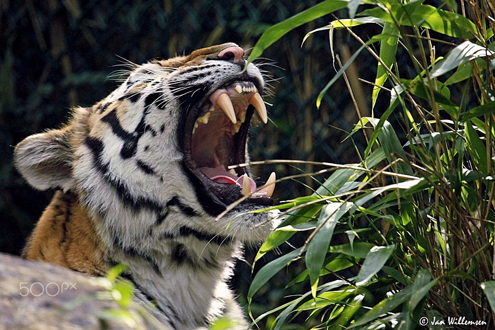 Canon EF 100-400mm F4.5-5.6L IS USM sample photo. Amur tiger photography