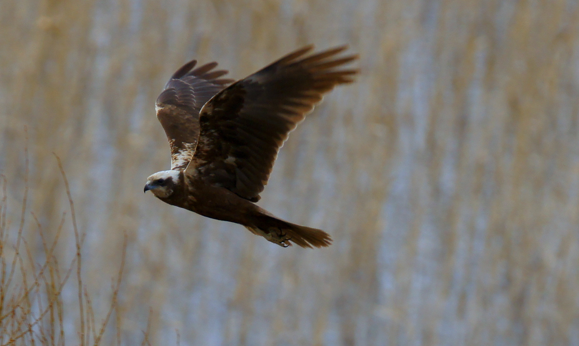 Sony SLT-A55 (SLT-A55V) + Tamron SP 150-600mm F5-6.3 Di VC USD sample photo. Wmharrier photography