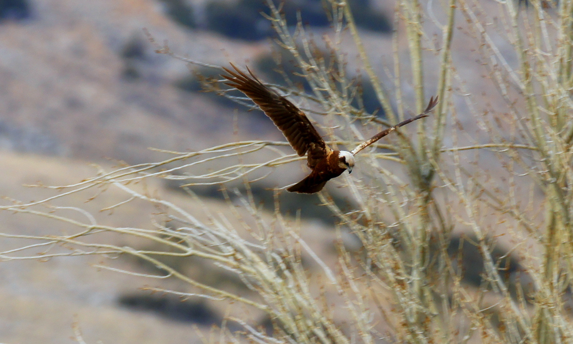 Sony SLT-A55 (SLT-A55V) sample photo. Wmharrier ii photography