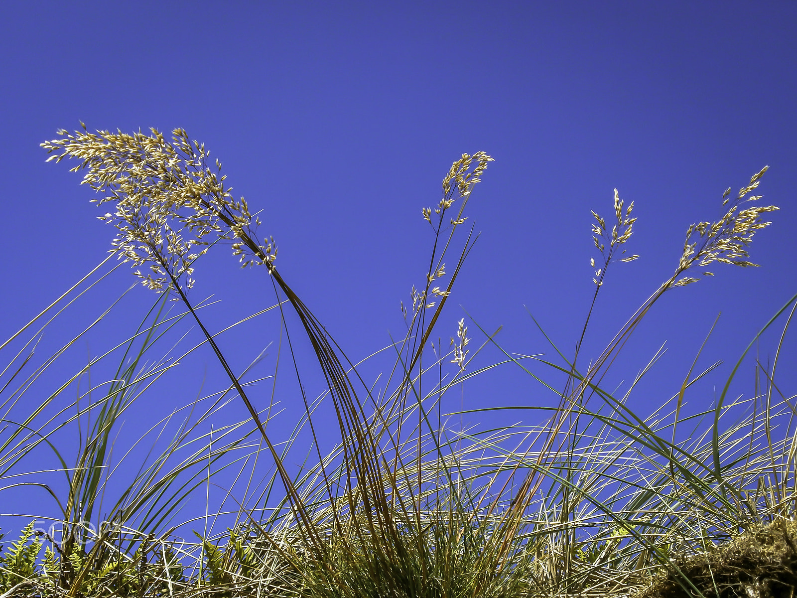 Olympus VG150,D735 sample photo. Beach grass photography
