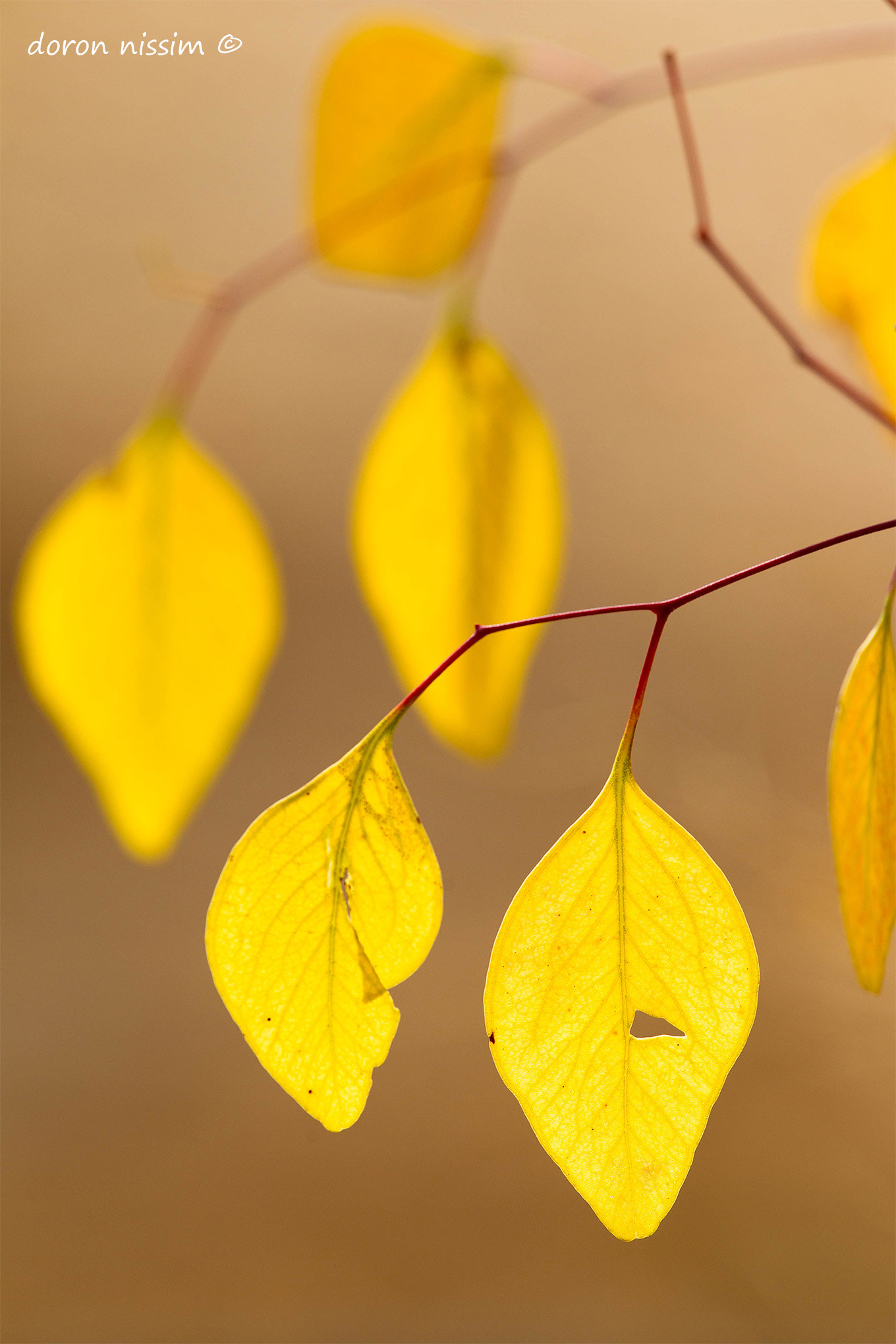 Canon EF 300mm F2.8L IS II USM sample photo. Yellow photography
