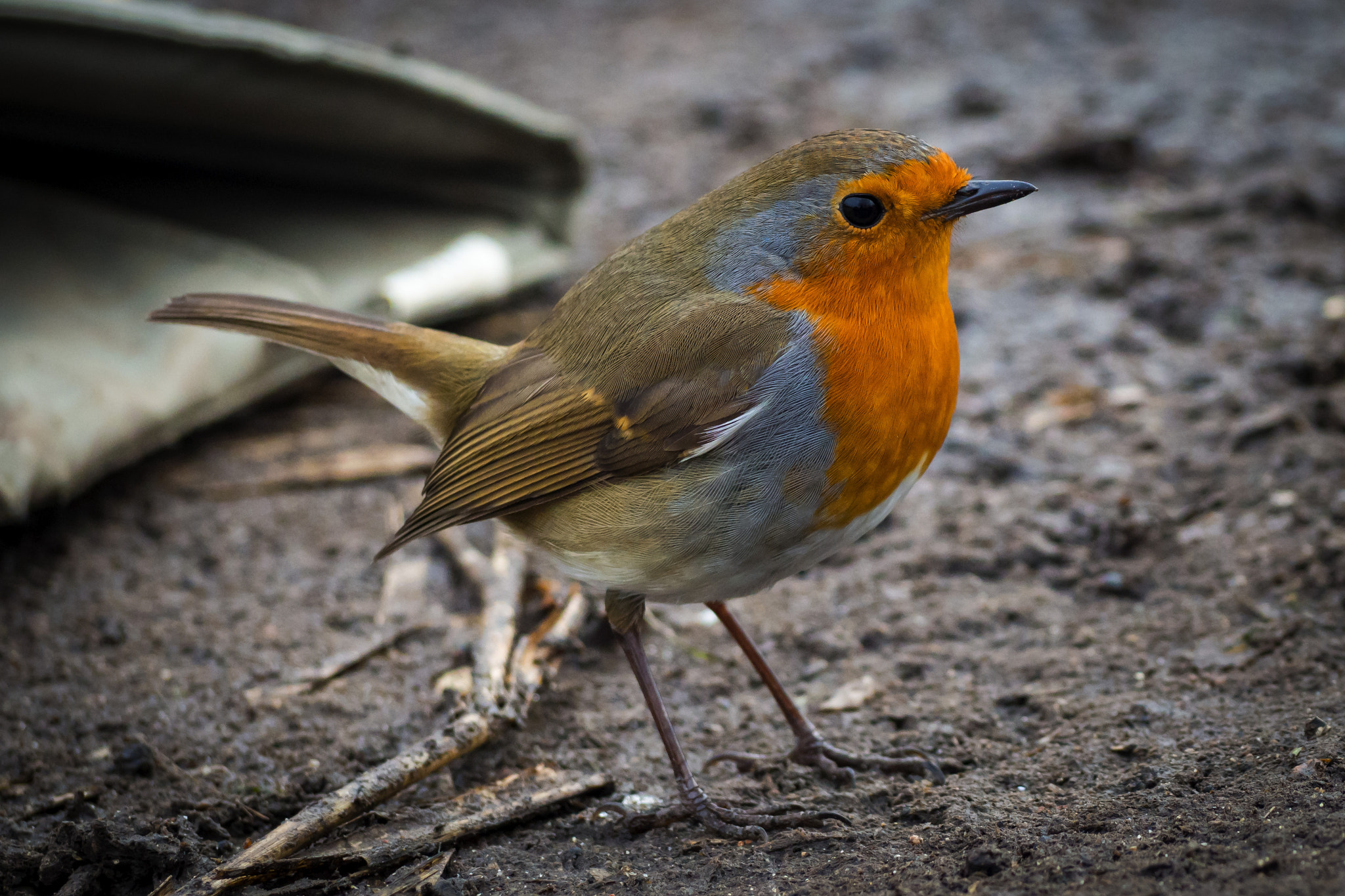 Olympus OM-D E-M10 II sample photo. European robin photography