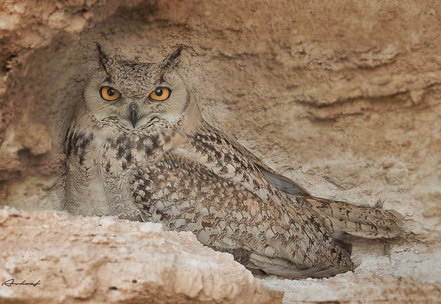 Canon EF 400mm F2.8L IS II USM sample photo. Pharaoh eagle owl photography