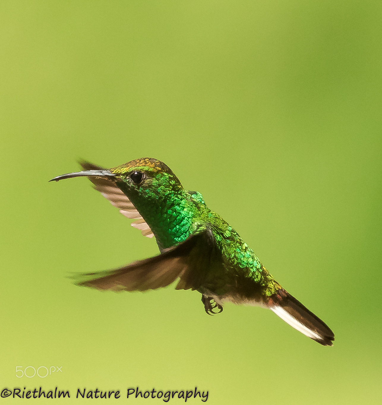 Canon EF 70-200mm F4L USM sample photo. Hummingbird photography