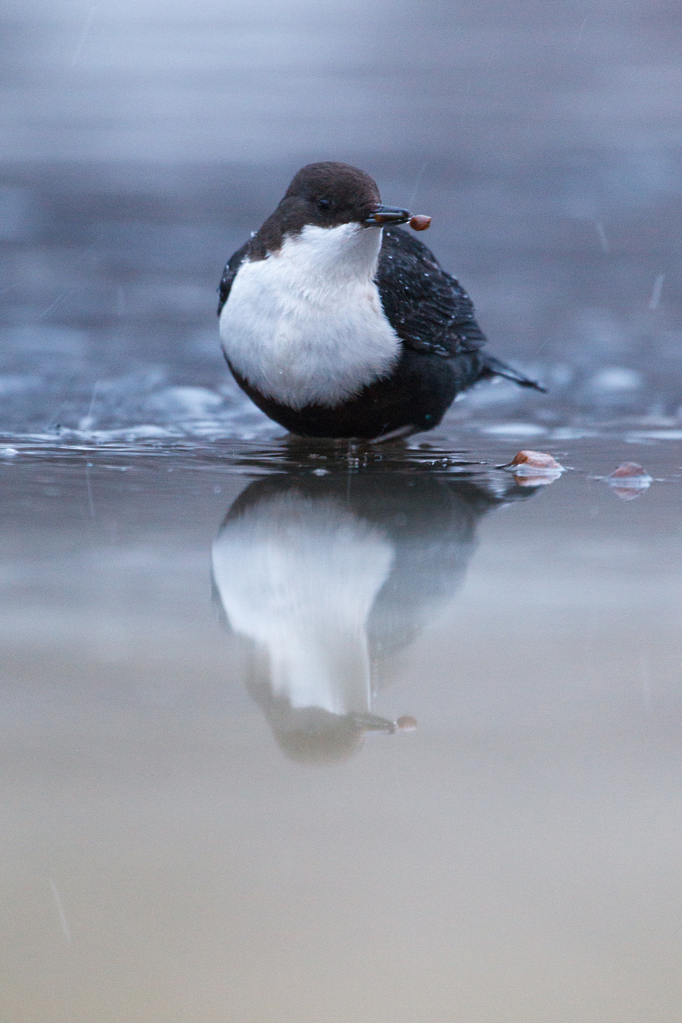 Canon EF 300mm F2.8L IS USM sample photo. Reflections photography